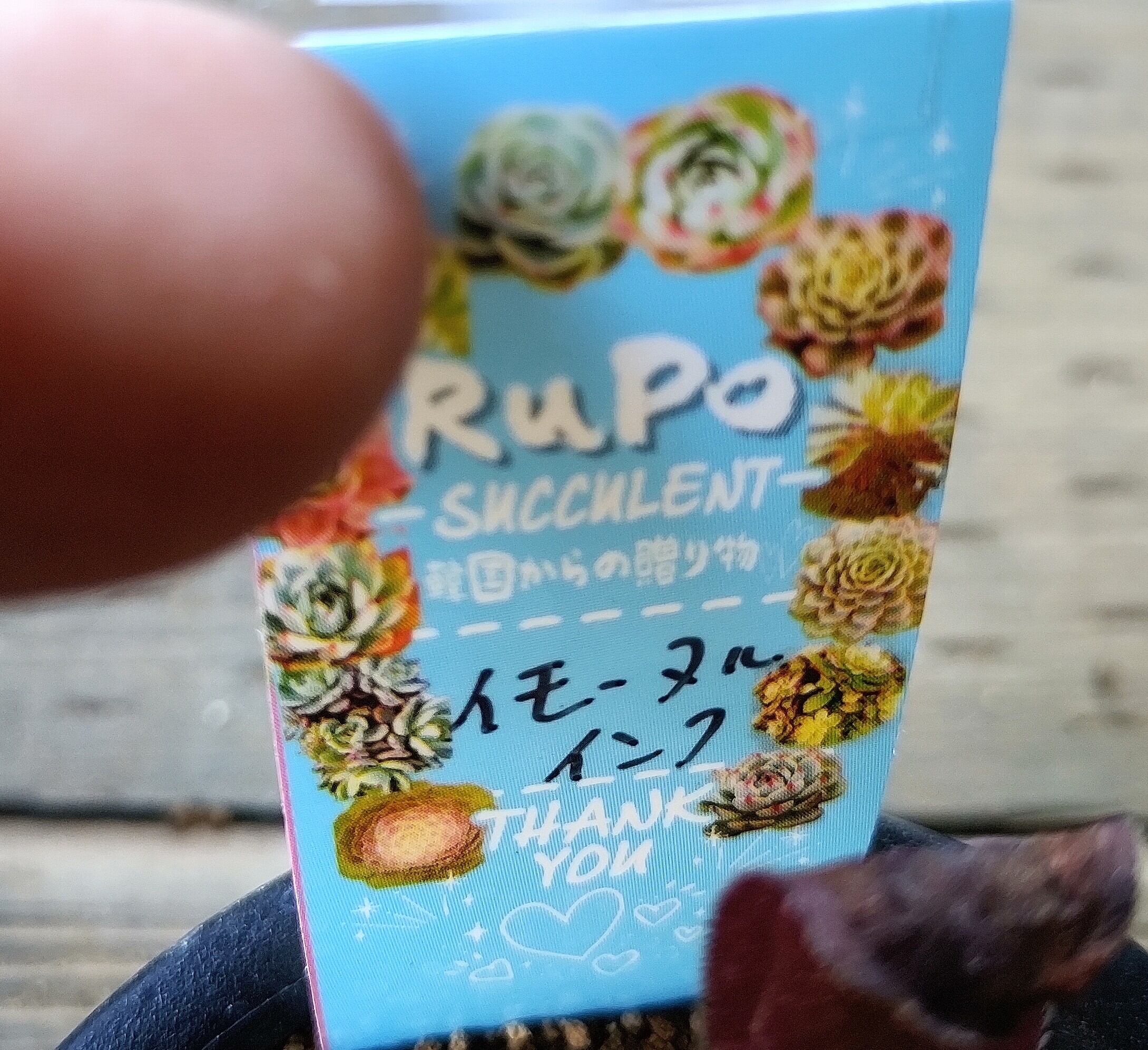 Bイモータルインク(アエオニウム) | RuPo 多肉植物専門店