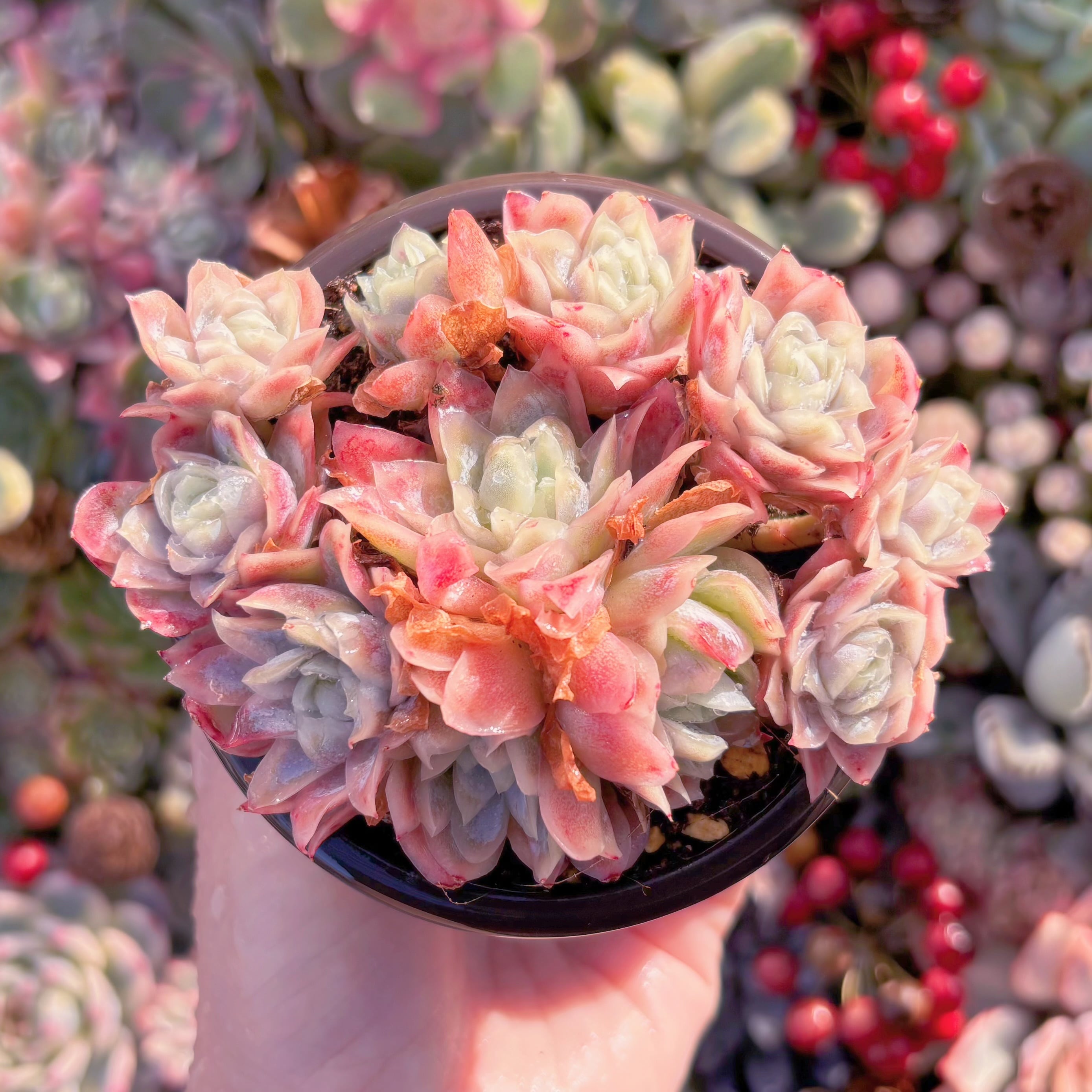 現品　クィーンローズ覆輪錦#D08　群生　るる農園