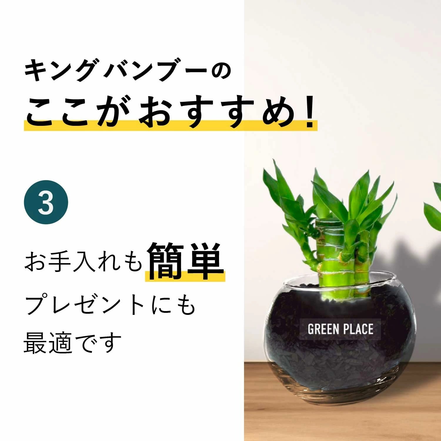 キングバンブー | GREEN PLACE
