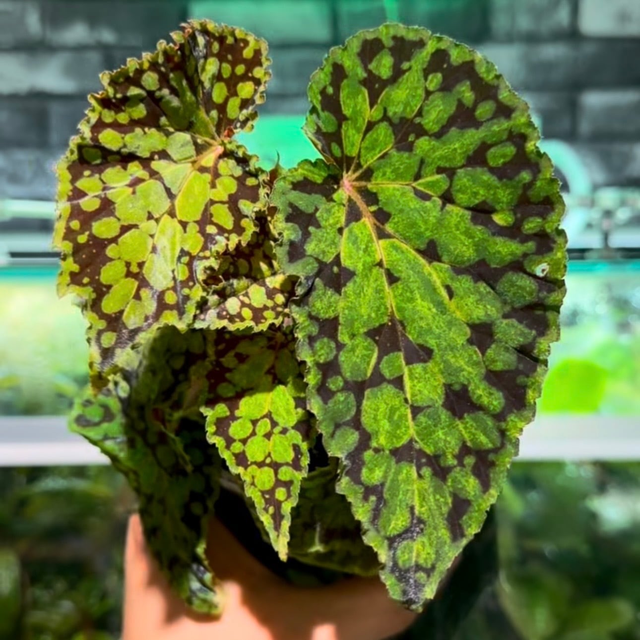 Begonia murina | レアプランツ専門店 -native forest- オンラインショップ