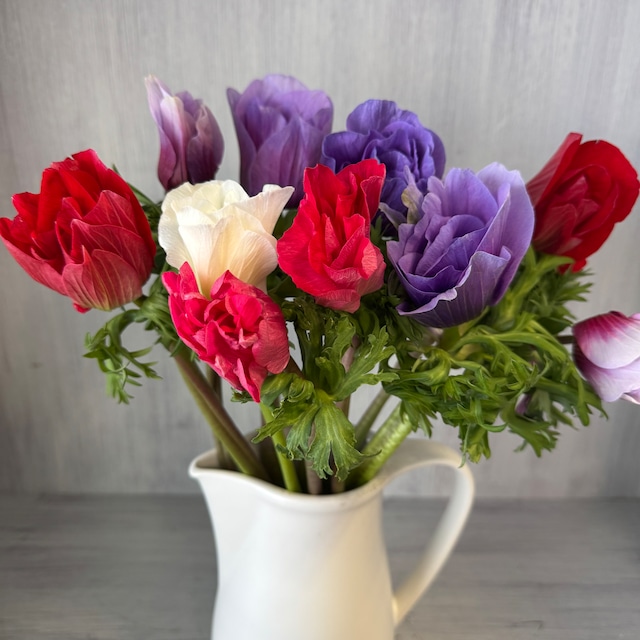 【お宝商品　即出荷】　アネモネ　モナリザ　15本