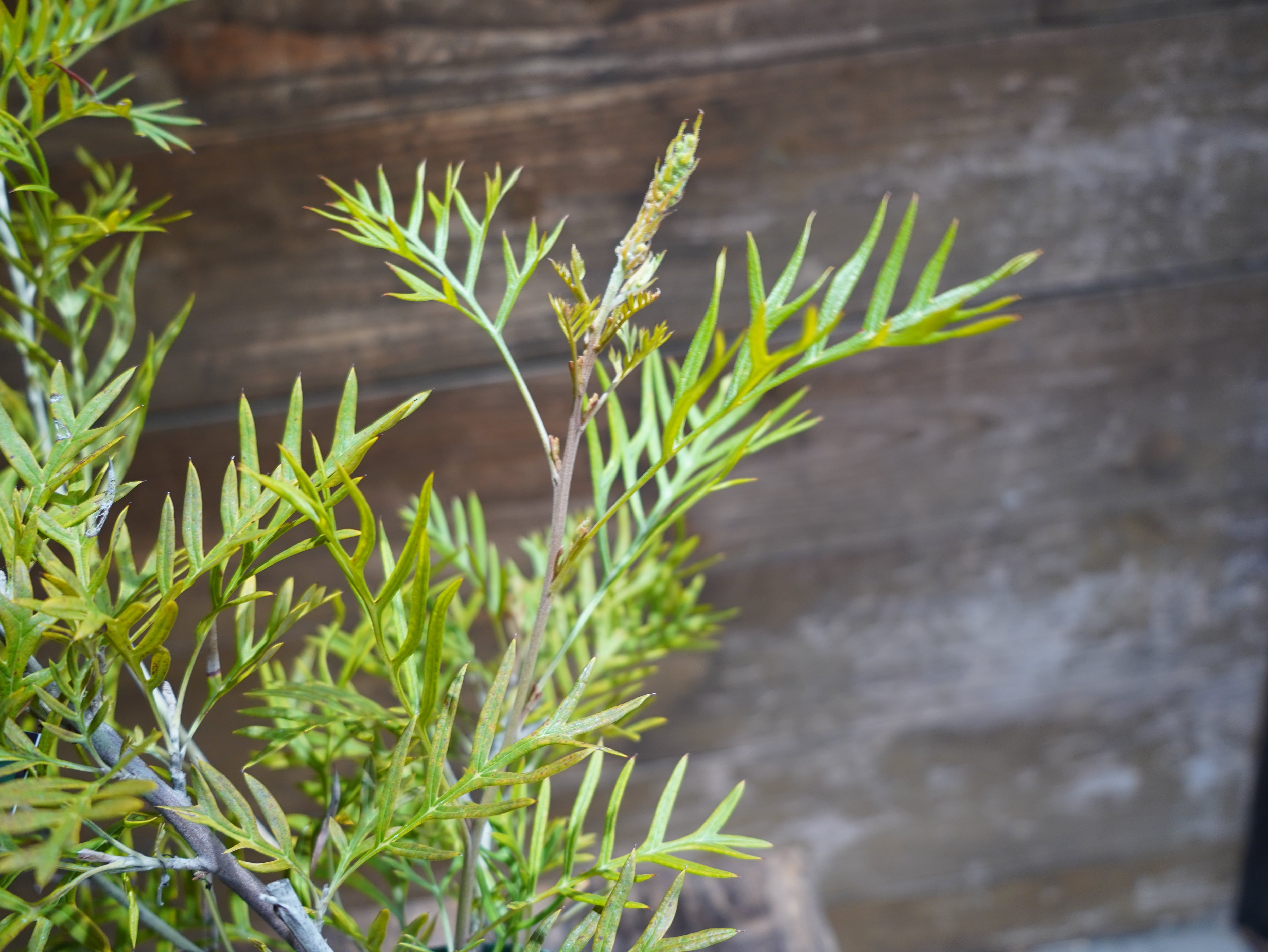 【現物】グレビレア　”ピーチアンドクリーム”　B