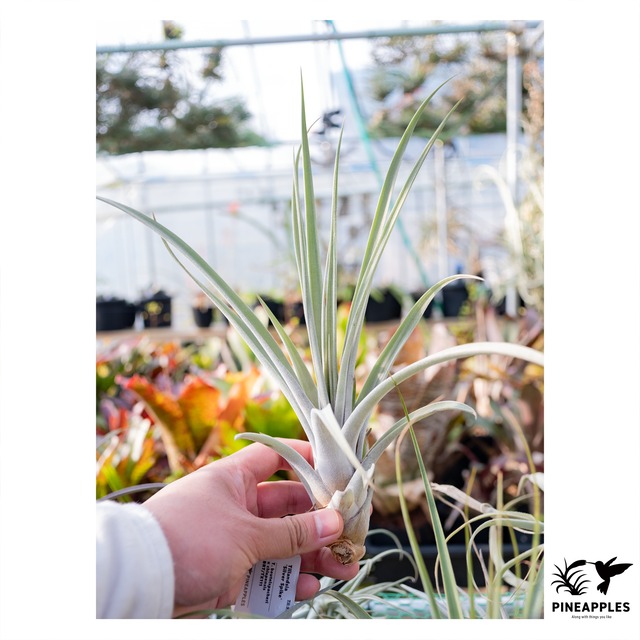 Tillandsia 'Silver Spike'