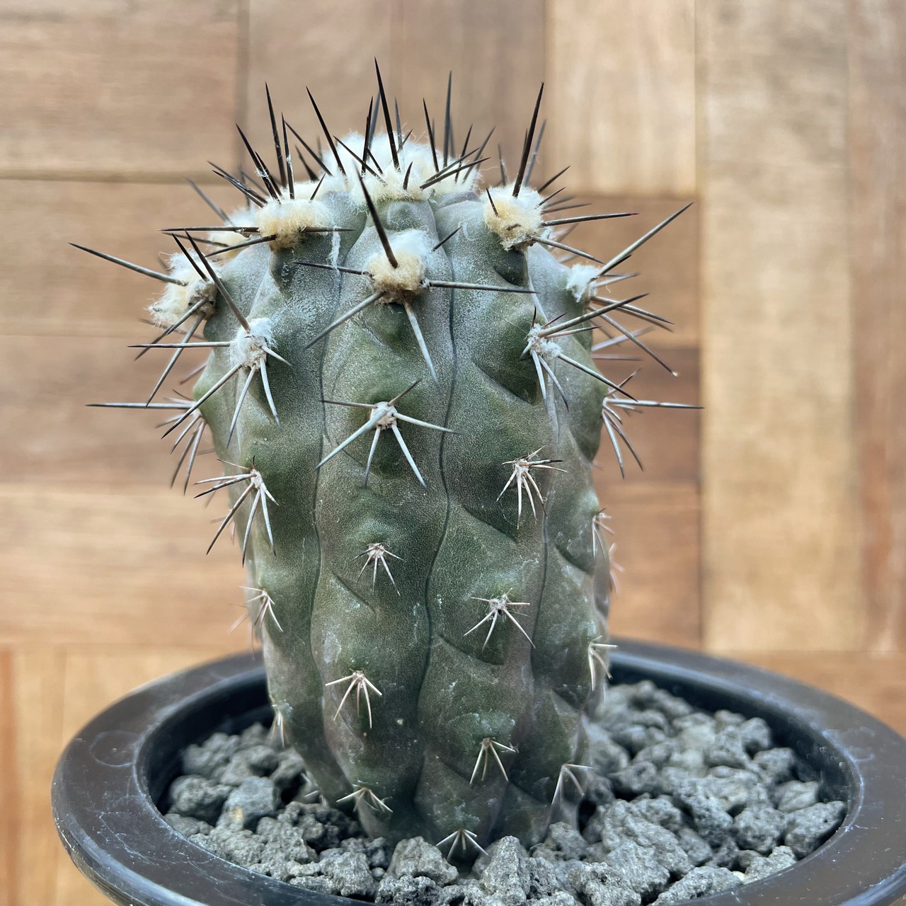 Copiapoa alticostata【コピアポア・アルチコスタータ・実生】