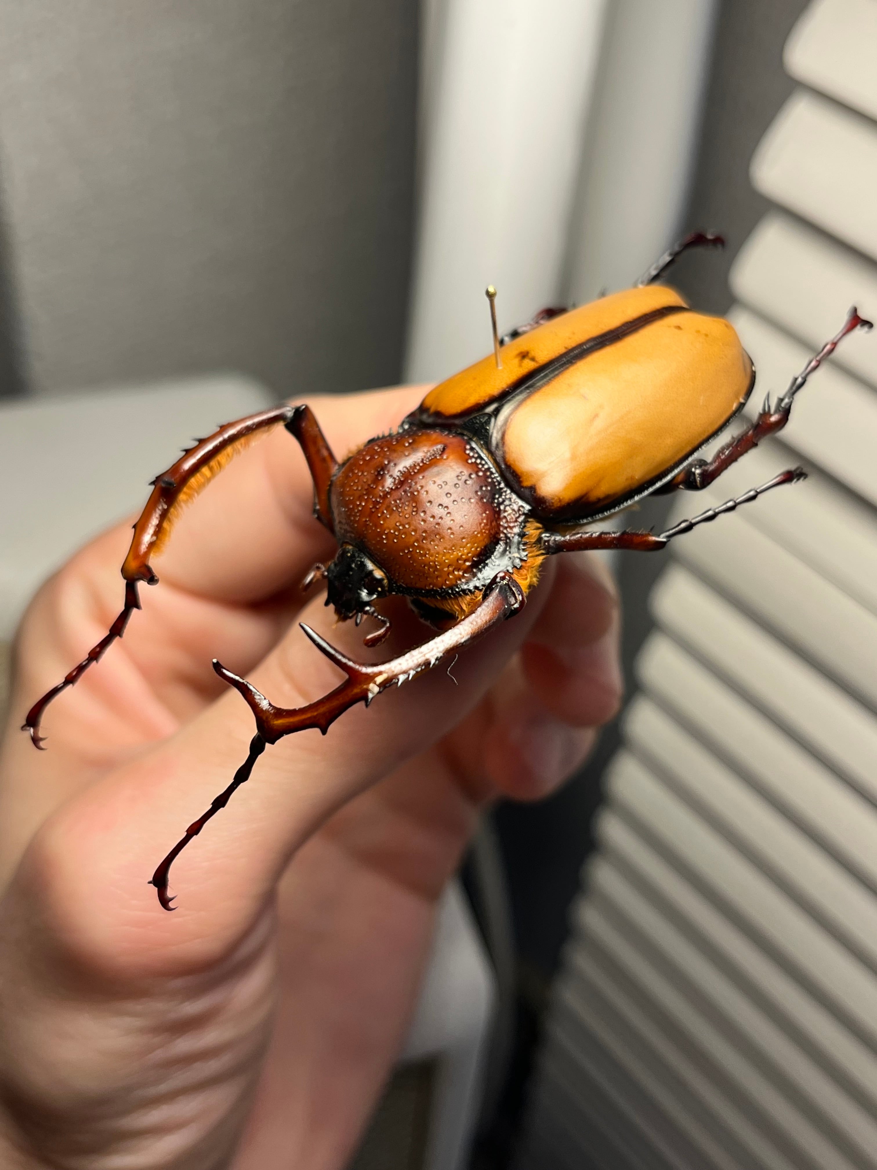 化物汚有】ダビディヒメテナガコガネ 標本テナガカミキリ昆虫標本 甲虫