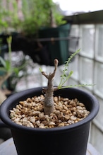 2026.05019_ボスウェリア ネグレクタ | Boswellia neglecta