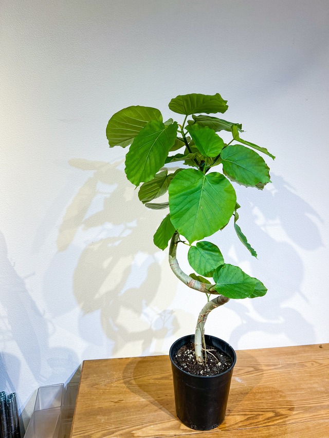 フィカス ウンベラータ