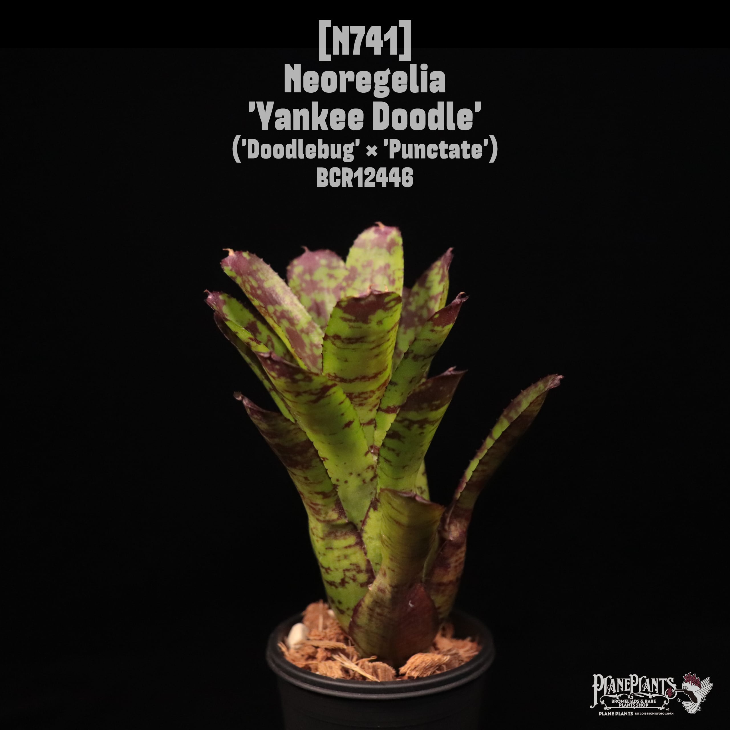 Neoregelia | plane plants