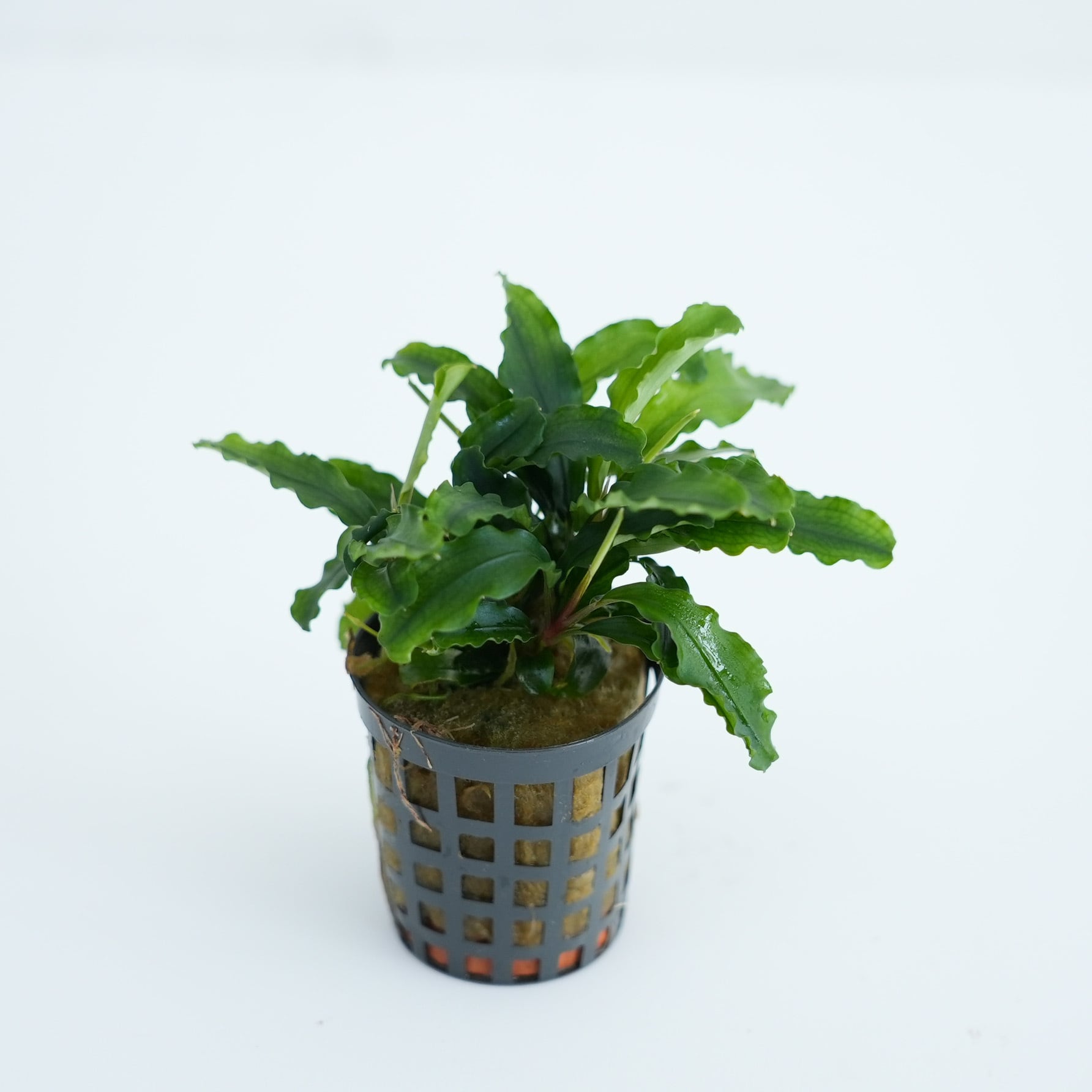 ブセファランドラ グリーンベルベット【熱帯植物】 苔テラリウム作製用