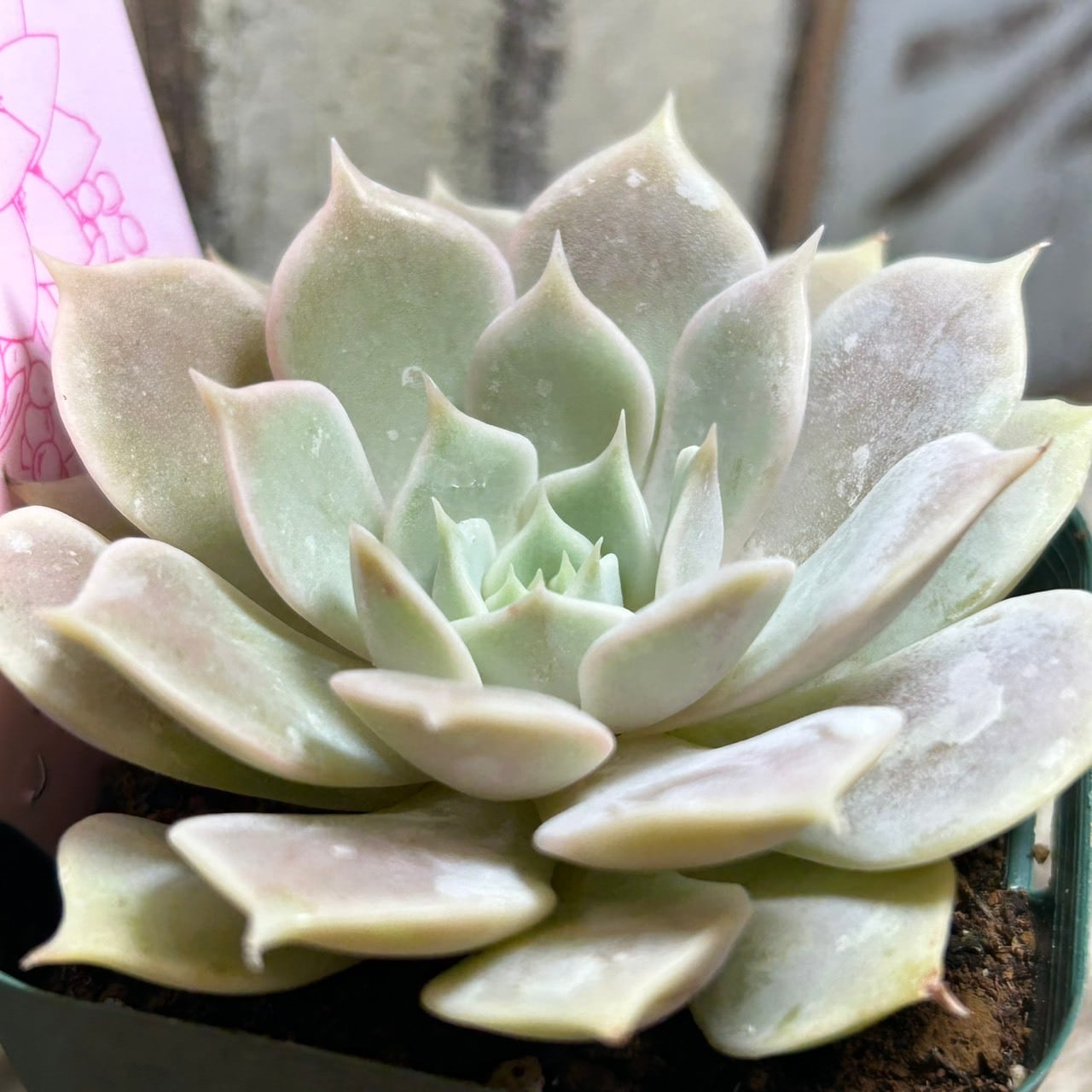 ローラ | RuPo 多肉植物専門店