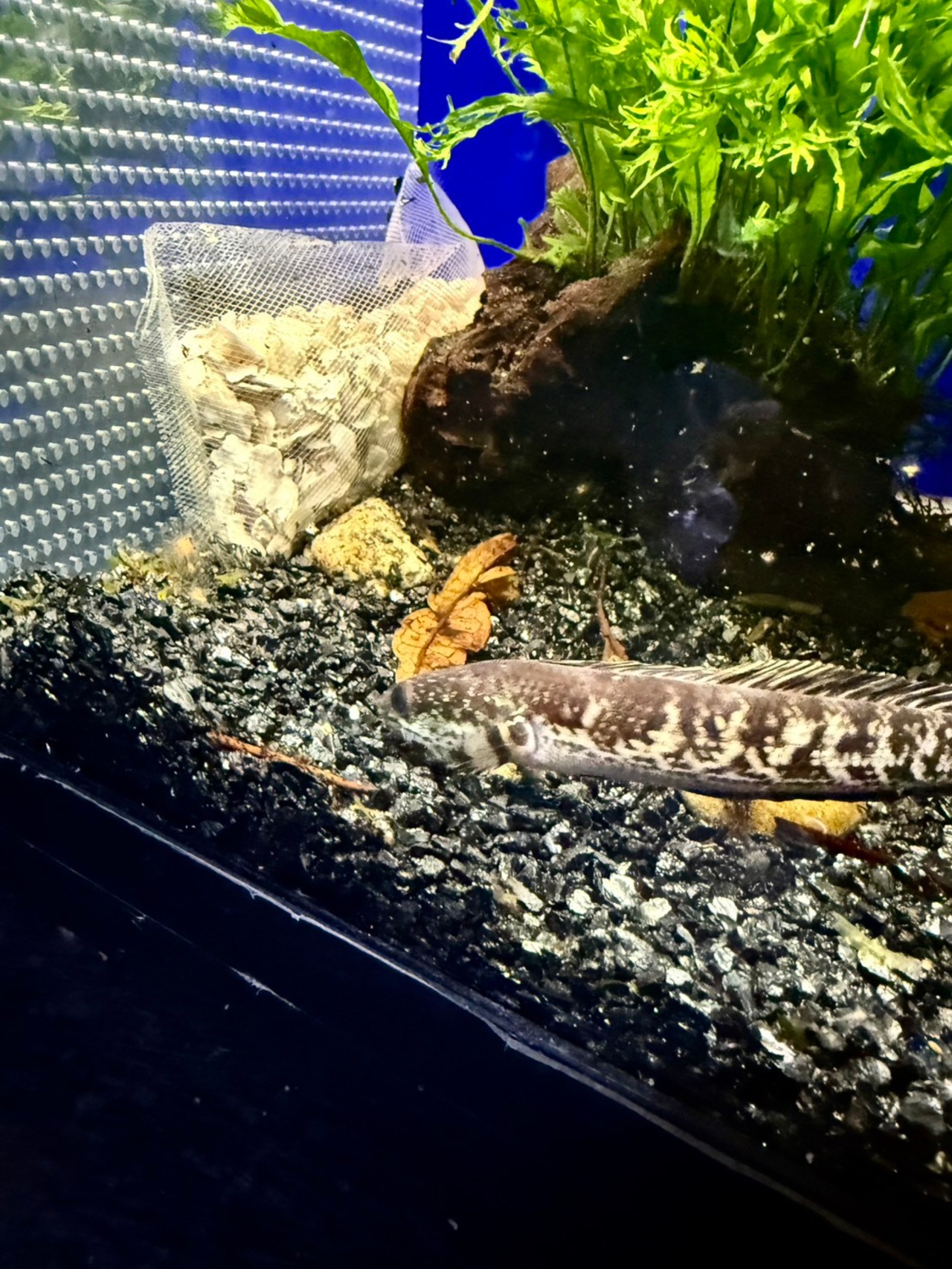 バイオレットスネーク❷ - 2