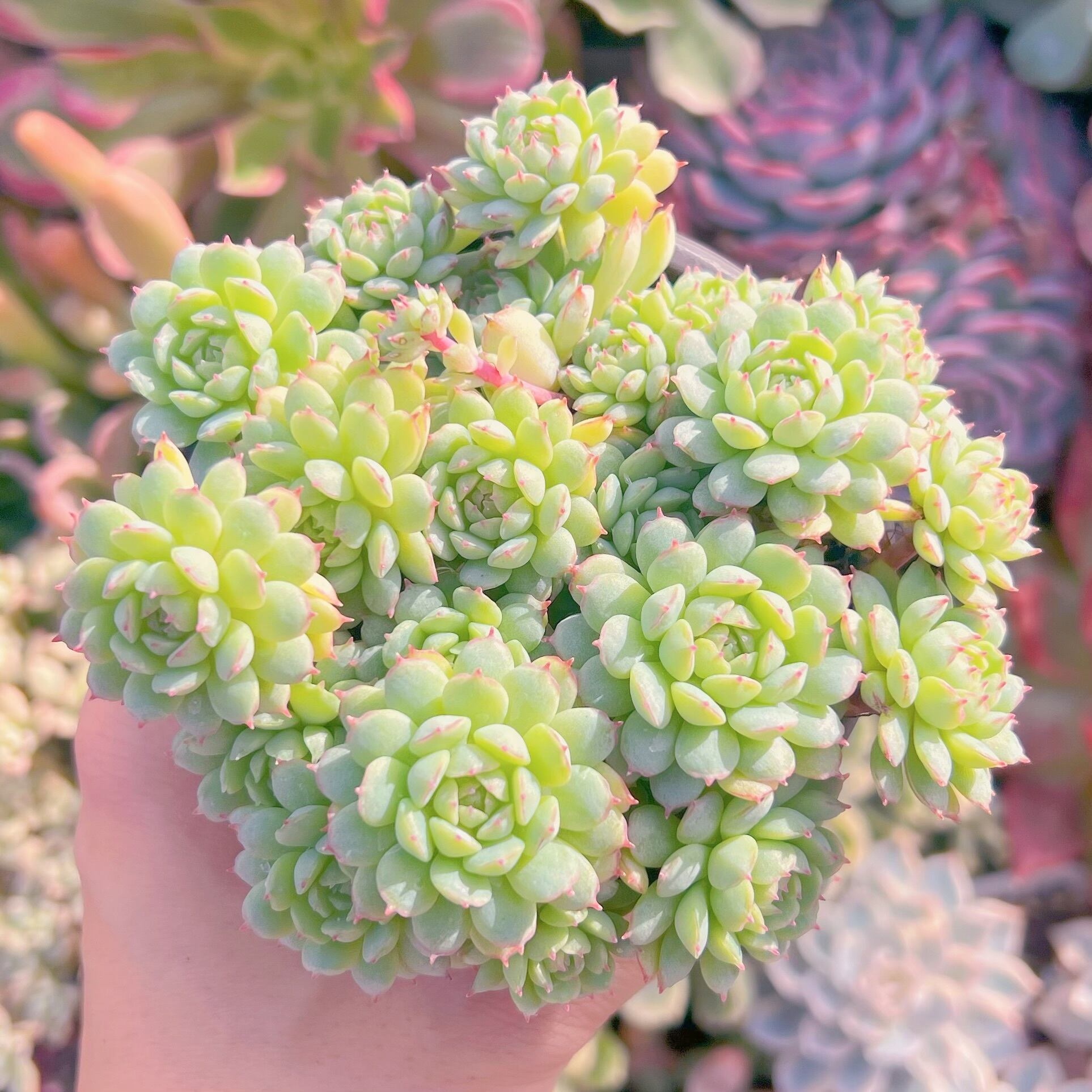 現品　グロブローサx静夜#741　新入荷　るる農園