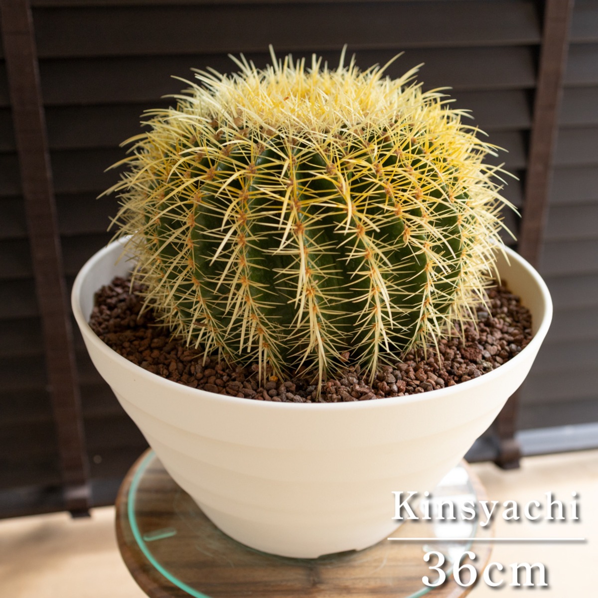 発根済】36cm 金鯱 サボテン 特大 12号 多肉植物 ドライガーデン 