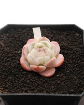 カット苗 マキアート Echeveria 'Macchiato'