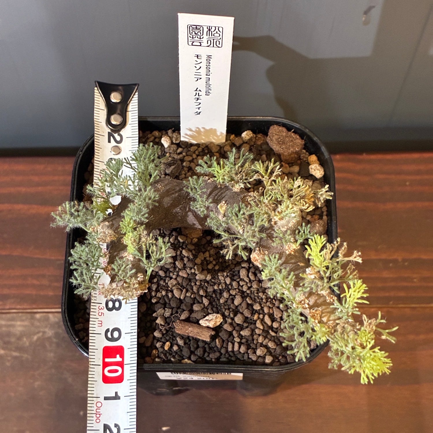 新着3日限定10%OFF】モンソニア ムルチフィダ（サルコカウロン