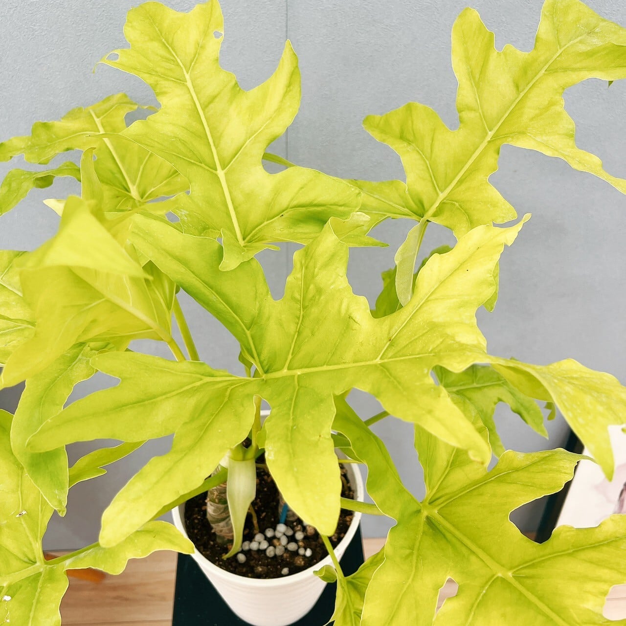 フィロデンドロン セローム ゴールドリーフ 10年以上の大株 希少