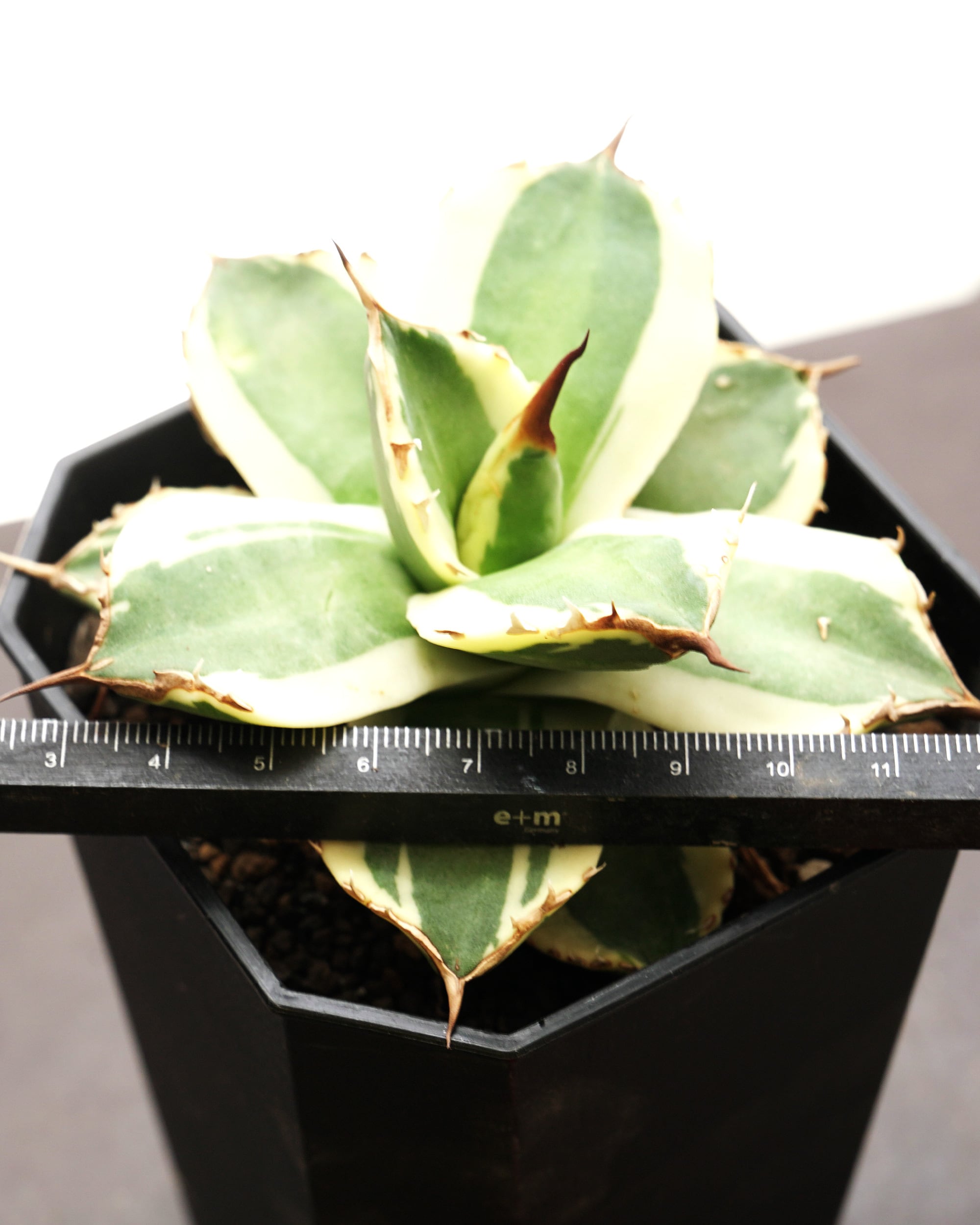 PREMIUM】 抜き苗 猫爪錦 見本株 Agave titanota 'Nekozume Variegated