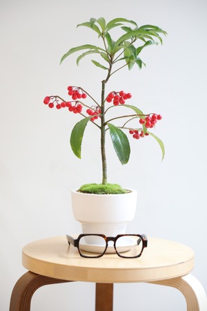 【M】万両/Ardisia crenata