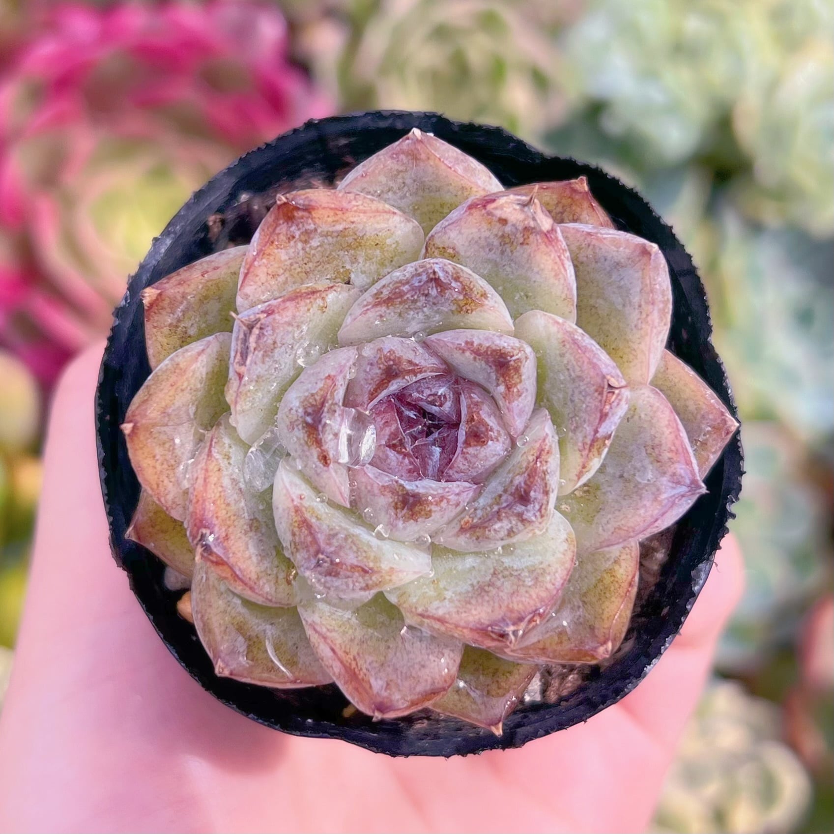 現品　ラベンダーローズ#F238　るる農園