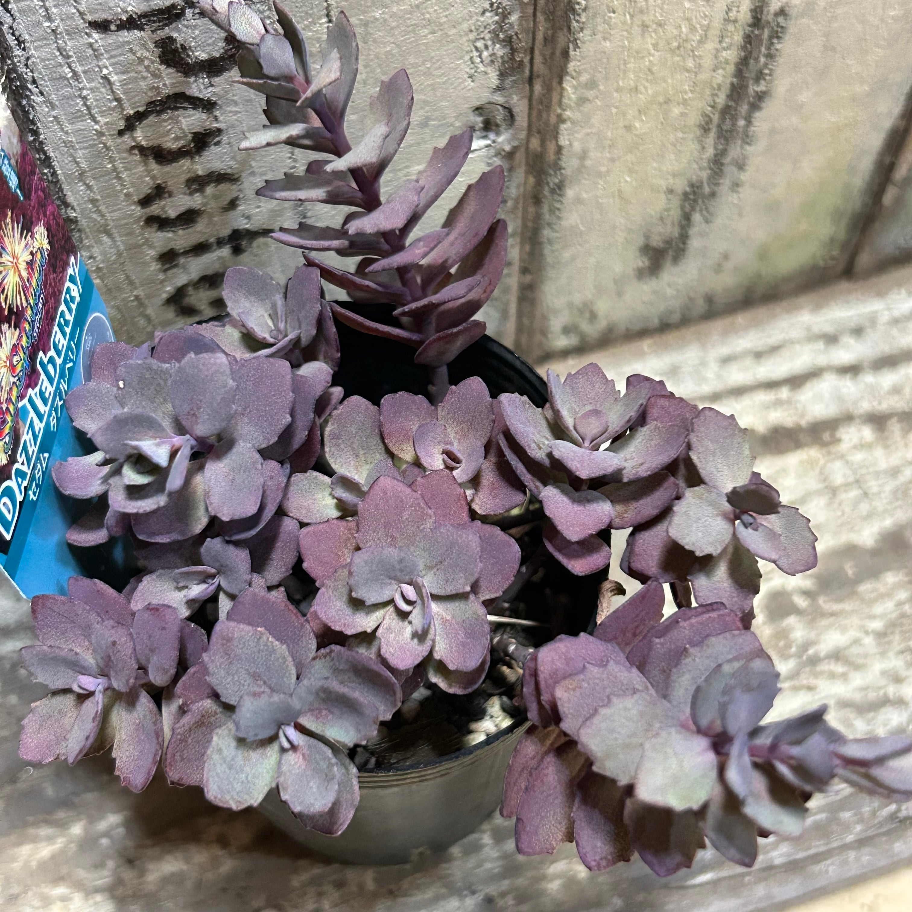 ダズルベリー セダム | RuPo 多肉植物専門店