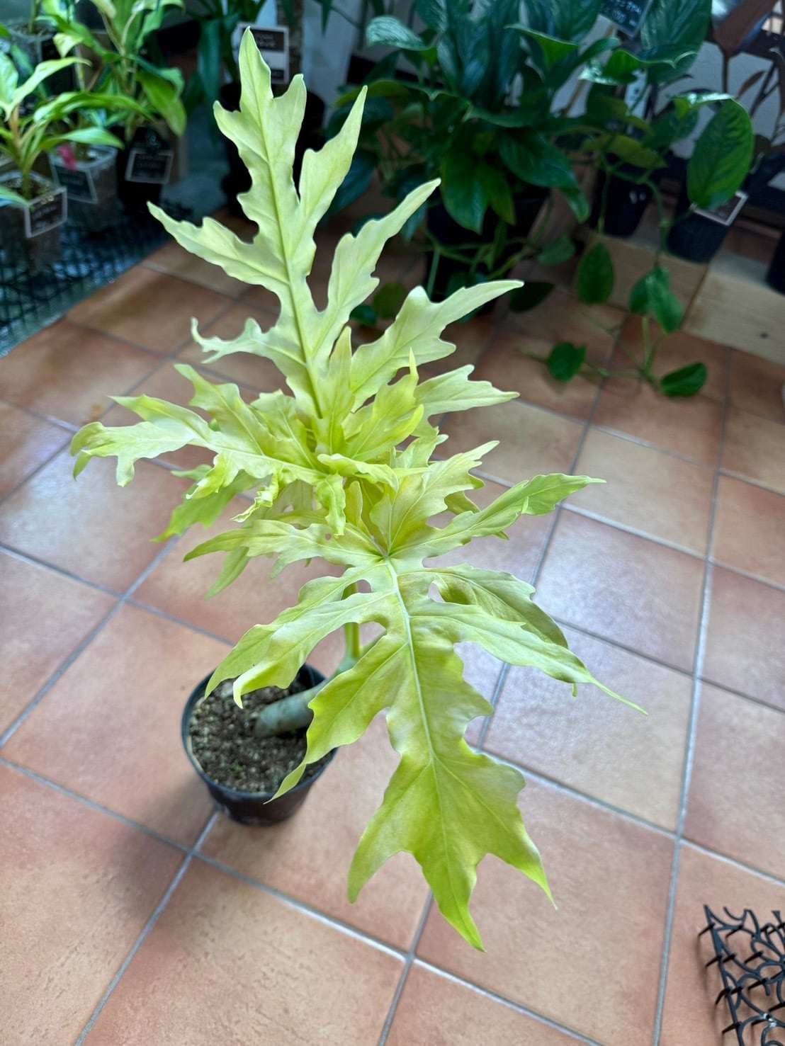 ワルセヴィッチフラバム オーレア フィロデンドロン ① 観葉植物 4号