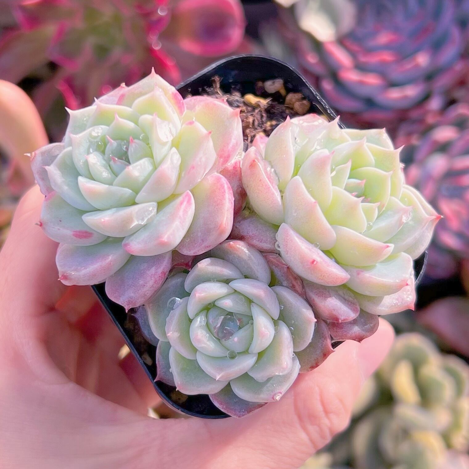 現品　レッドベルベット#2008   るる農園