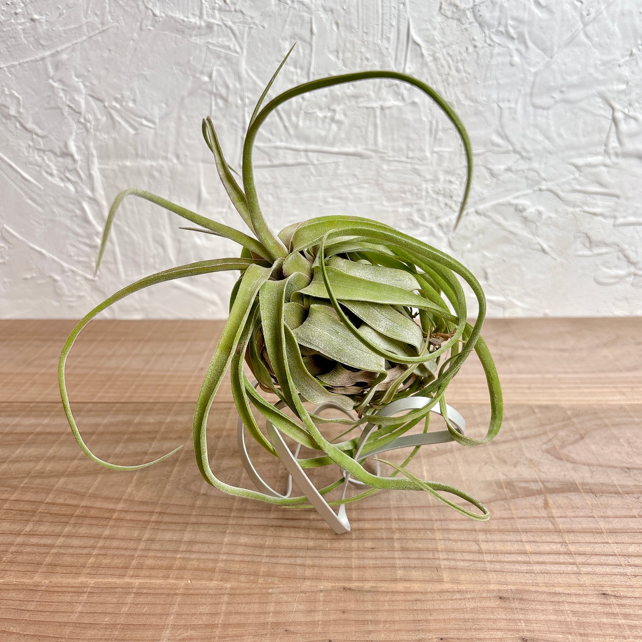 チランジア ストレプトフィラ【エアプランツ】 | yu25plants