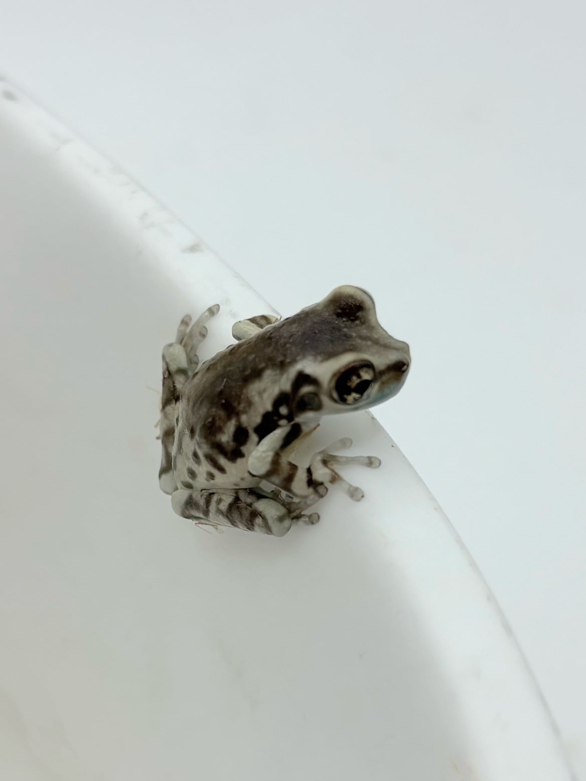 モトイドクアマガエル 1匹 | まるころ商店〜まるくてころころした