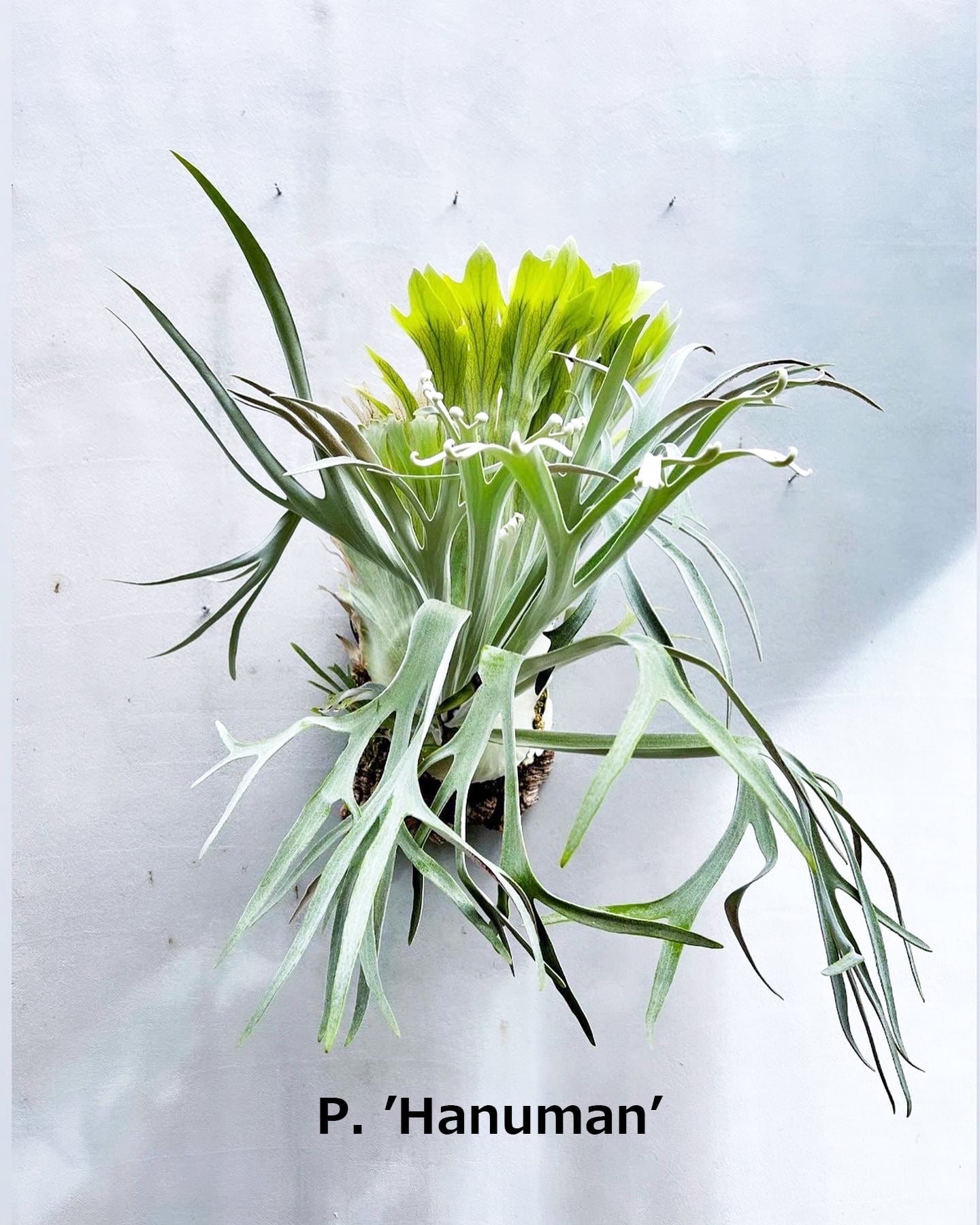 P. 'Hanuman' ビカクシダ ハヌマン | vandaka plants