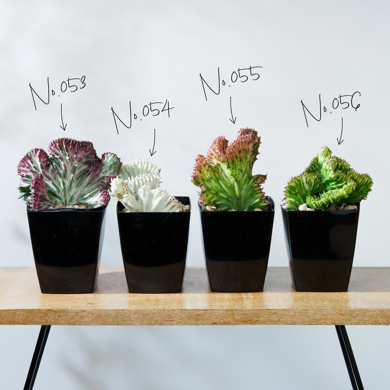 ユーフォルビア ラクテア 綴化 3.5号ポット 【No.053～No.056】