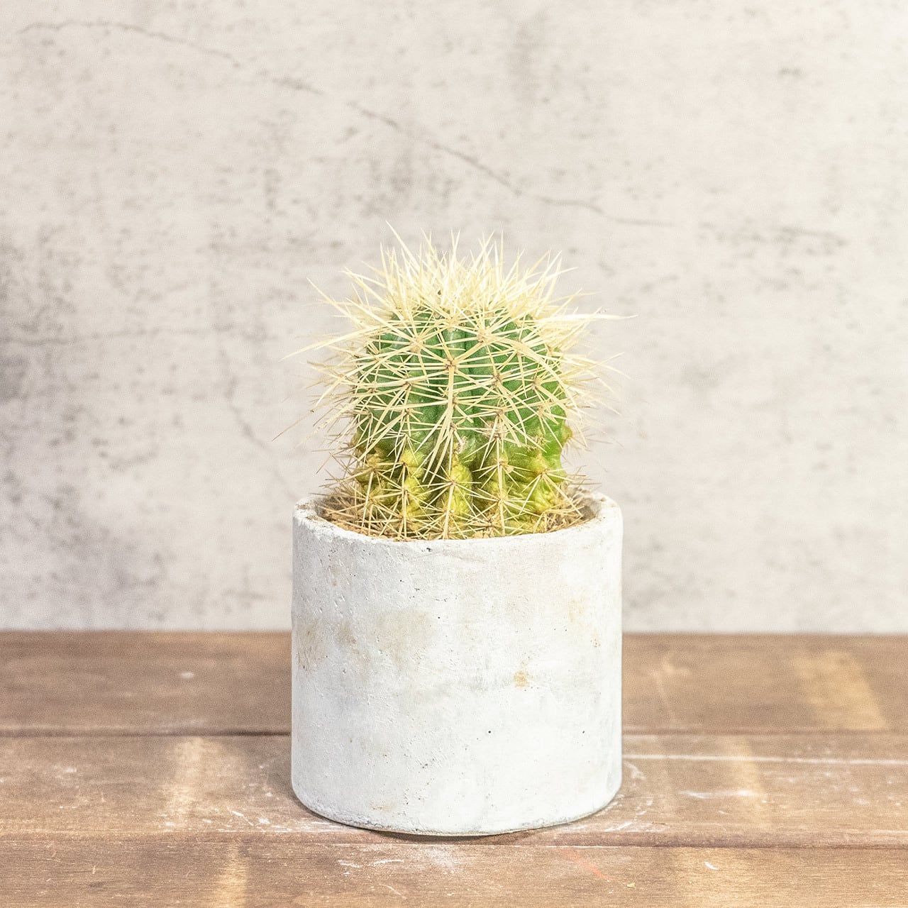 【ワイルドな狂刺が魅せる表情】金琥（キンシャチ）。一株ごとの厳選仕入れにより、トゲの密度と美しさにこだわり。手づくりモルタル鉢。｜虫発生抑制｜送料全国一律850円