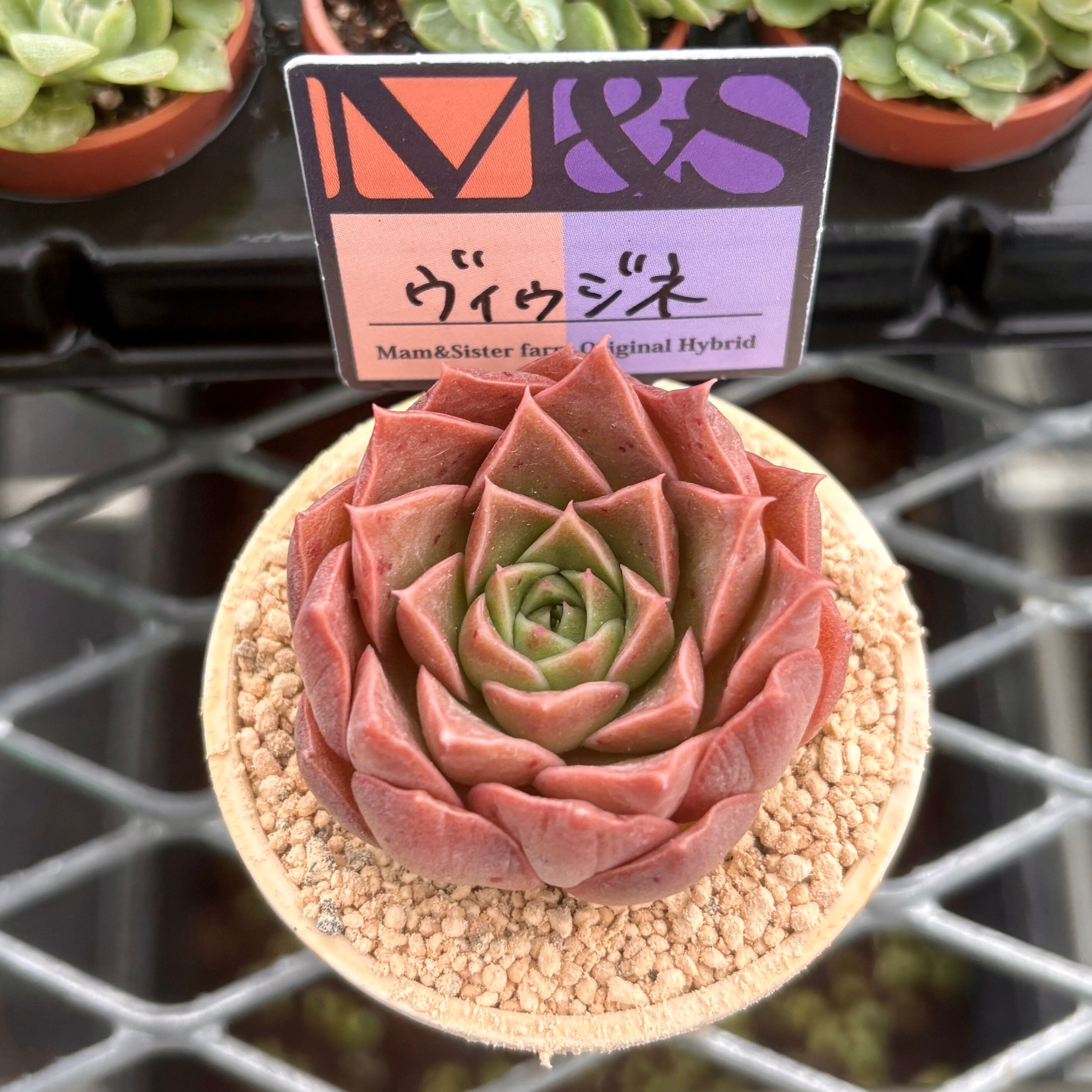 A-41.アンティーク風 リメイク鉢　多肉植物　寄植え I.アンティーク風 リメイク鉢多肉植物寄植え