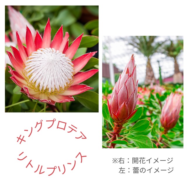 プロテア：リトルプリンス 現品その②（6号鉢） キングプロテア　希少　ドライフラワー　庭木　鉢植え　オージープランツ