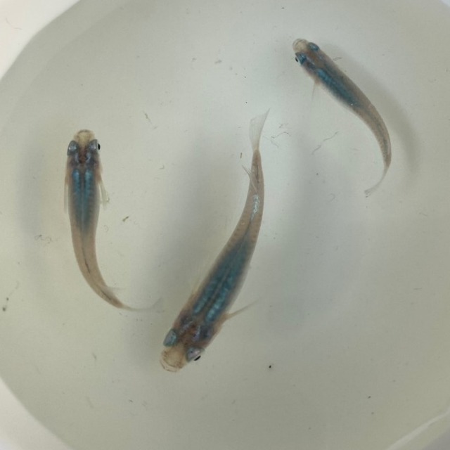 深海めだか：有精卵20個＋α