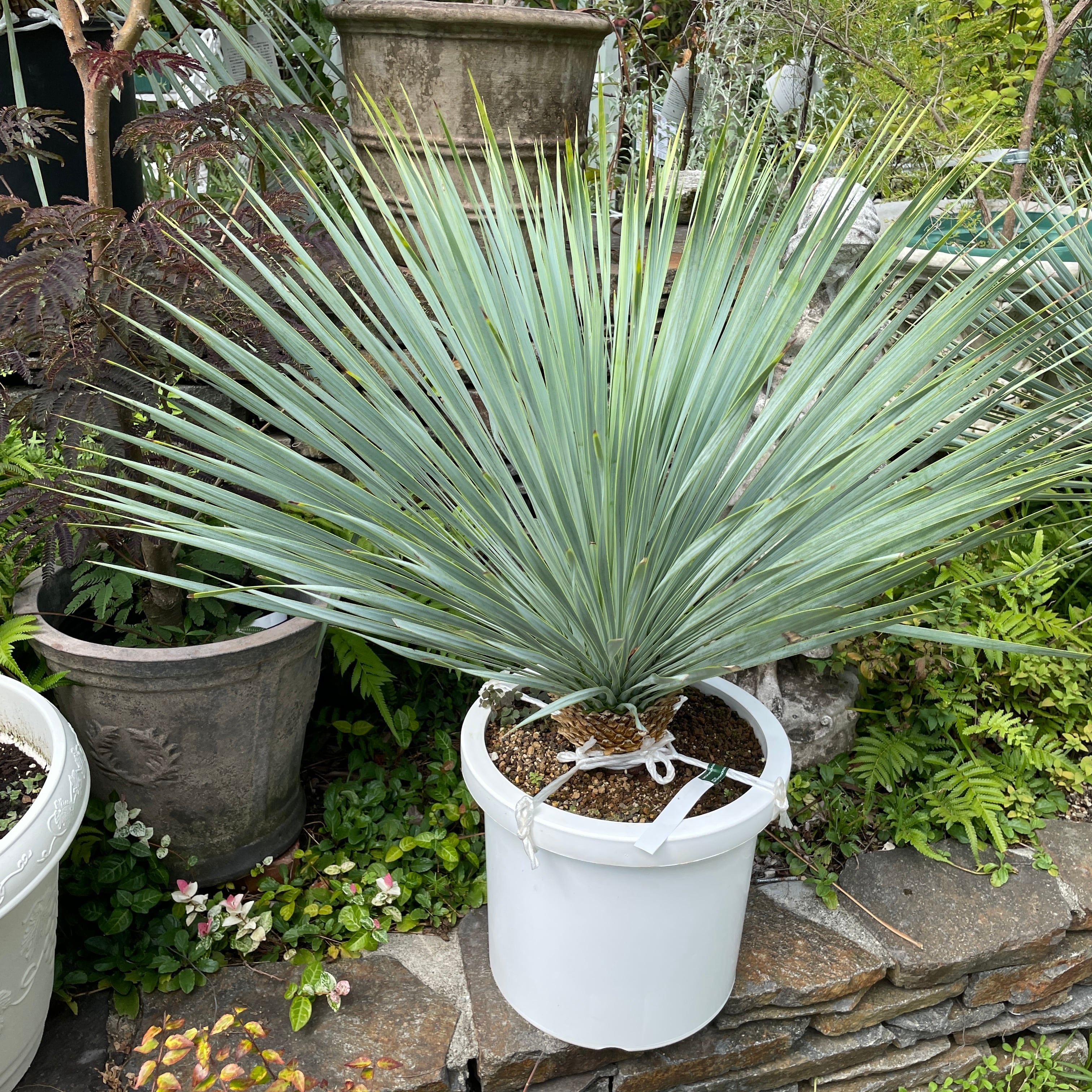 36 ユッカ ロストラータ 買わさ yucca rostrata（発根済） 