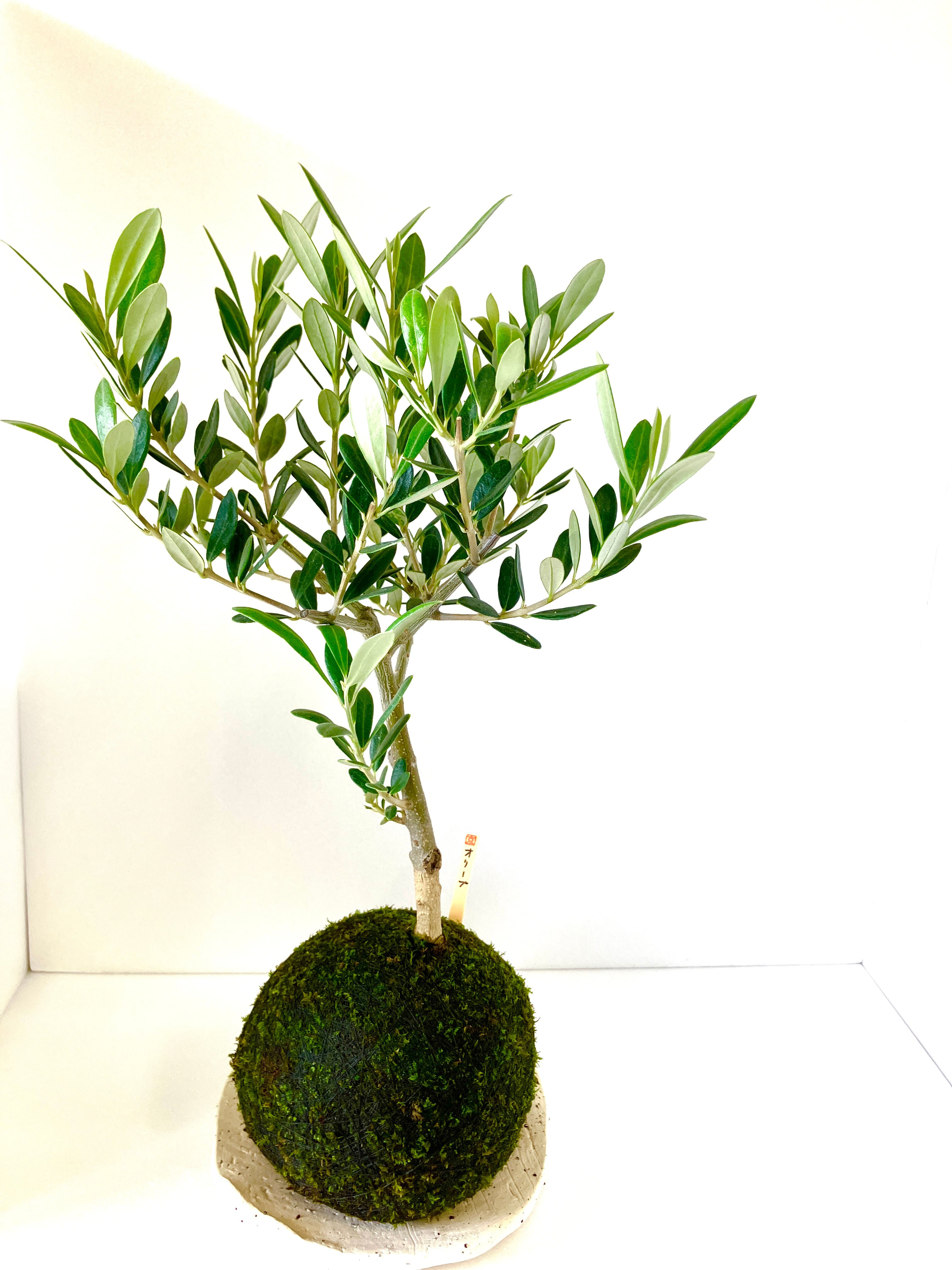 自然社 -苔玉＆苔盆栽のある暮らし-
