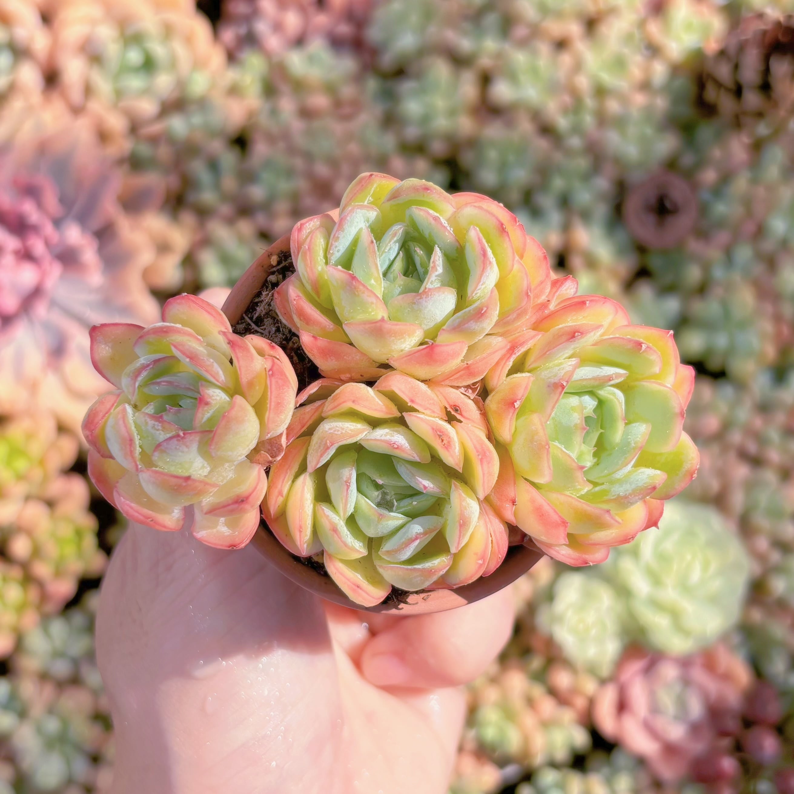 多肉植物　ストロベリーアイス　群生　新入荷　るる農園