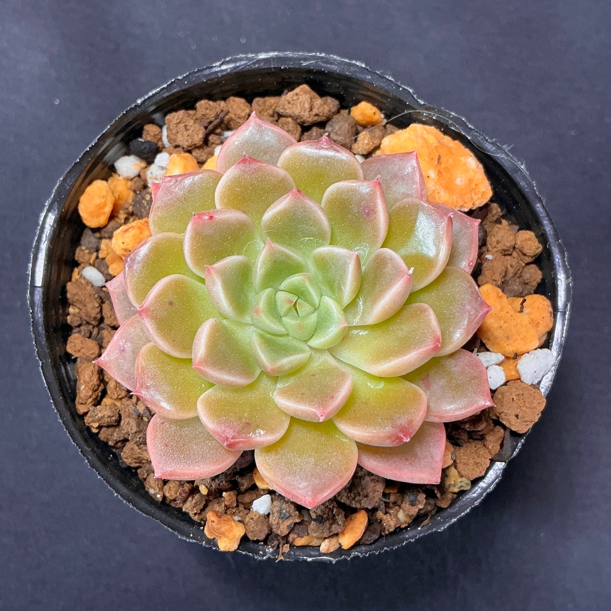 大特価✨厳選苗✨✨札付き❤️多肉アン✨ 2025.10.20（月） こんにちは♬.*ﾟ 5月5日に多肉アンさんの命名