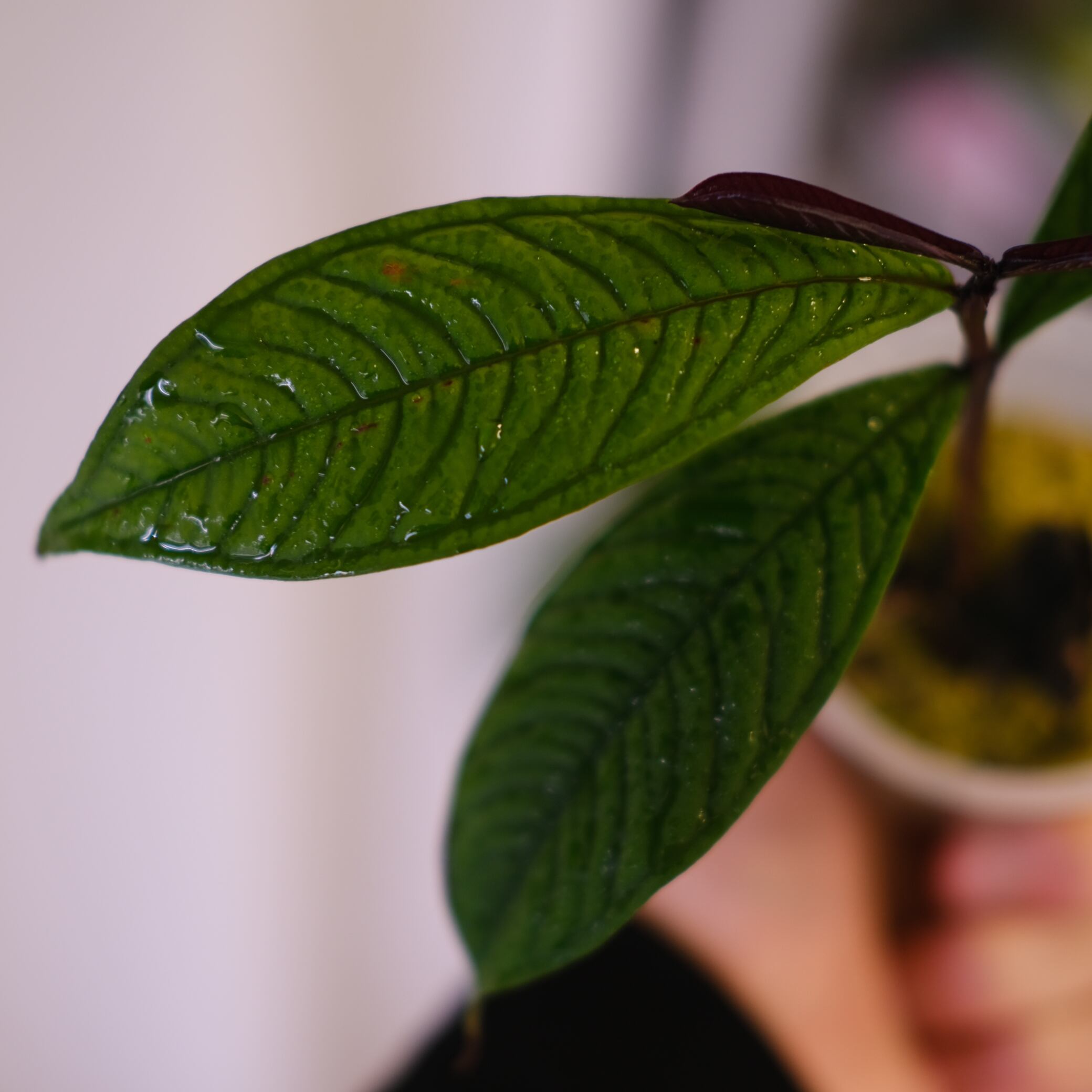 Syzygium jiewhoei｜シジギウム ジエホエイ②｜希少フトモモ科植物
