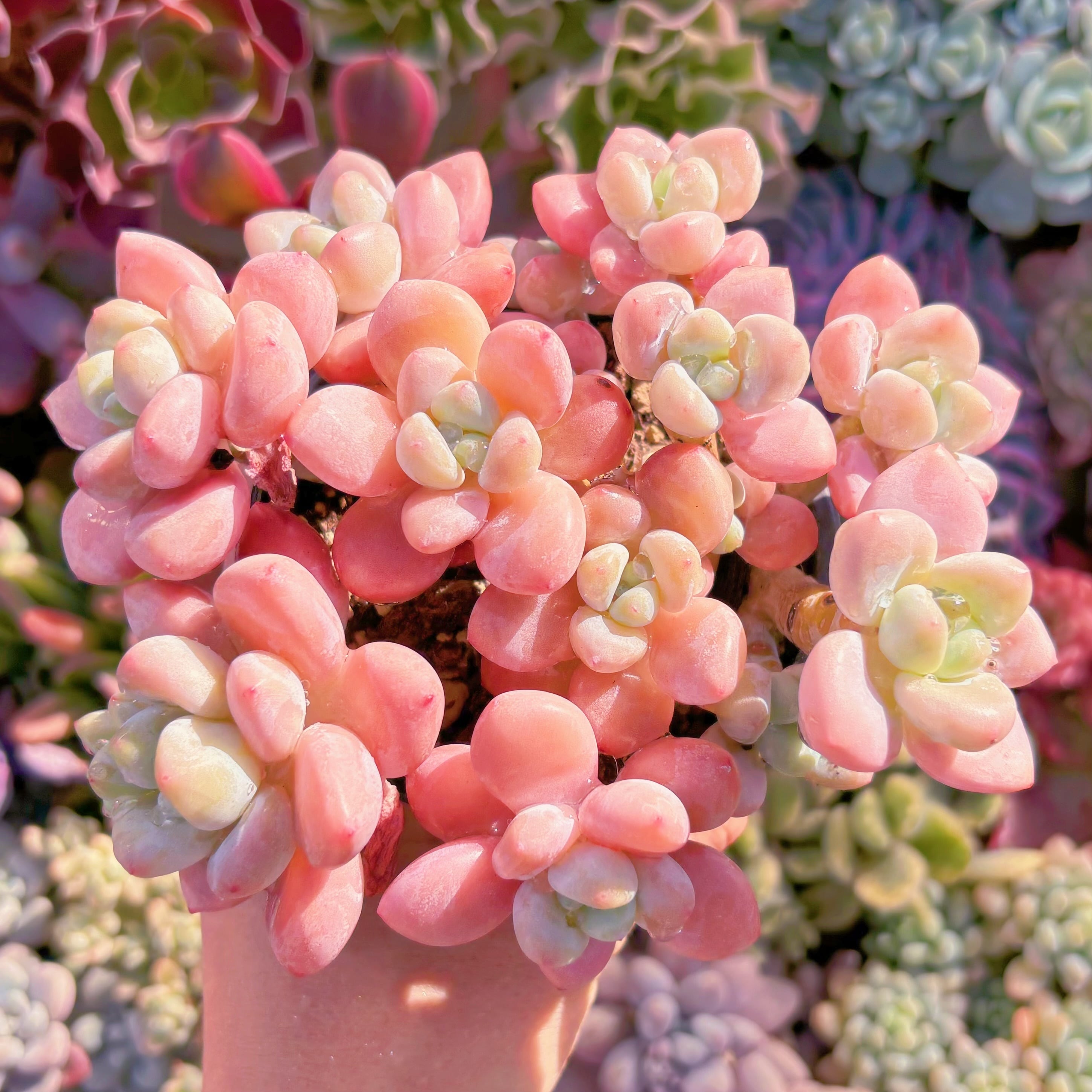 現品　マカロン#689　新入荷　るる農園