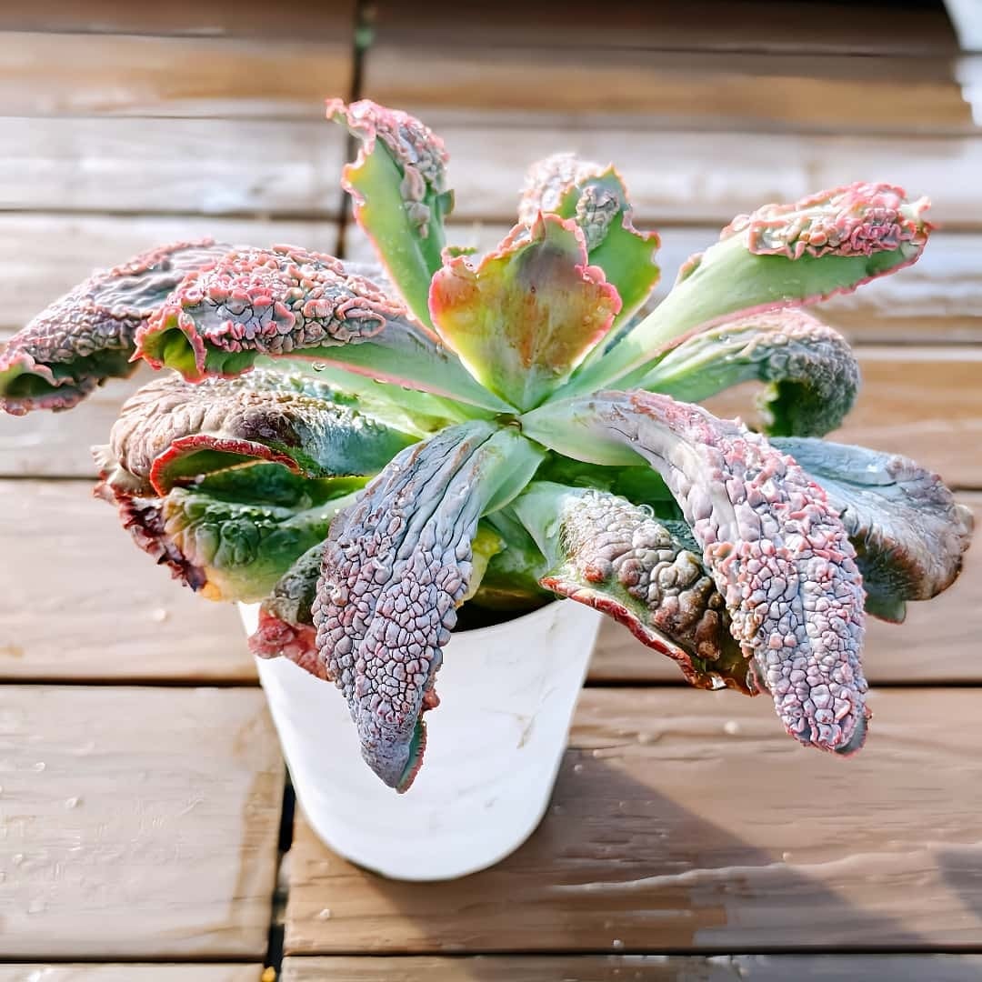 多肉植物　エケベリア エケベリア24個 1105-D019 エボニー 多肉植物 カット苗 寄植え 出荷日11/8