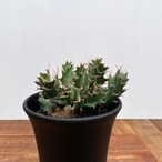 Euphorbia tortirama【ユーフォルビア・トルチラマ・実生】