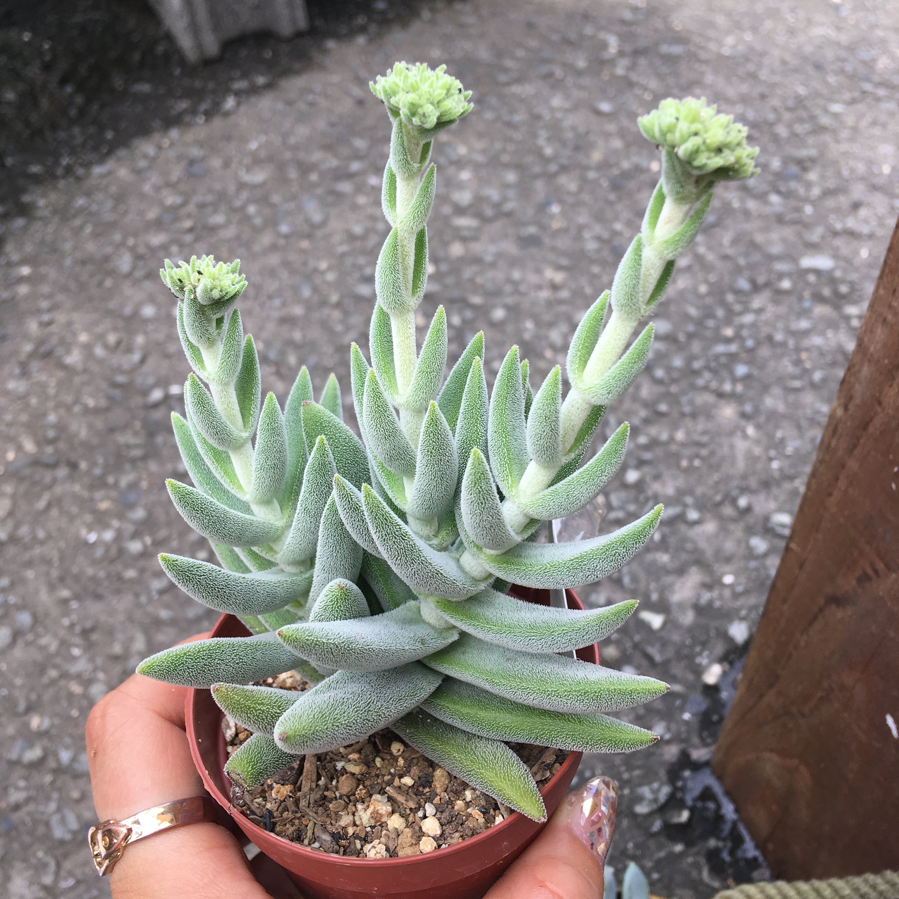 セモイデス・ラージフォーム | RuPo 多肉植物専門店