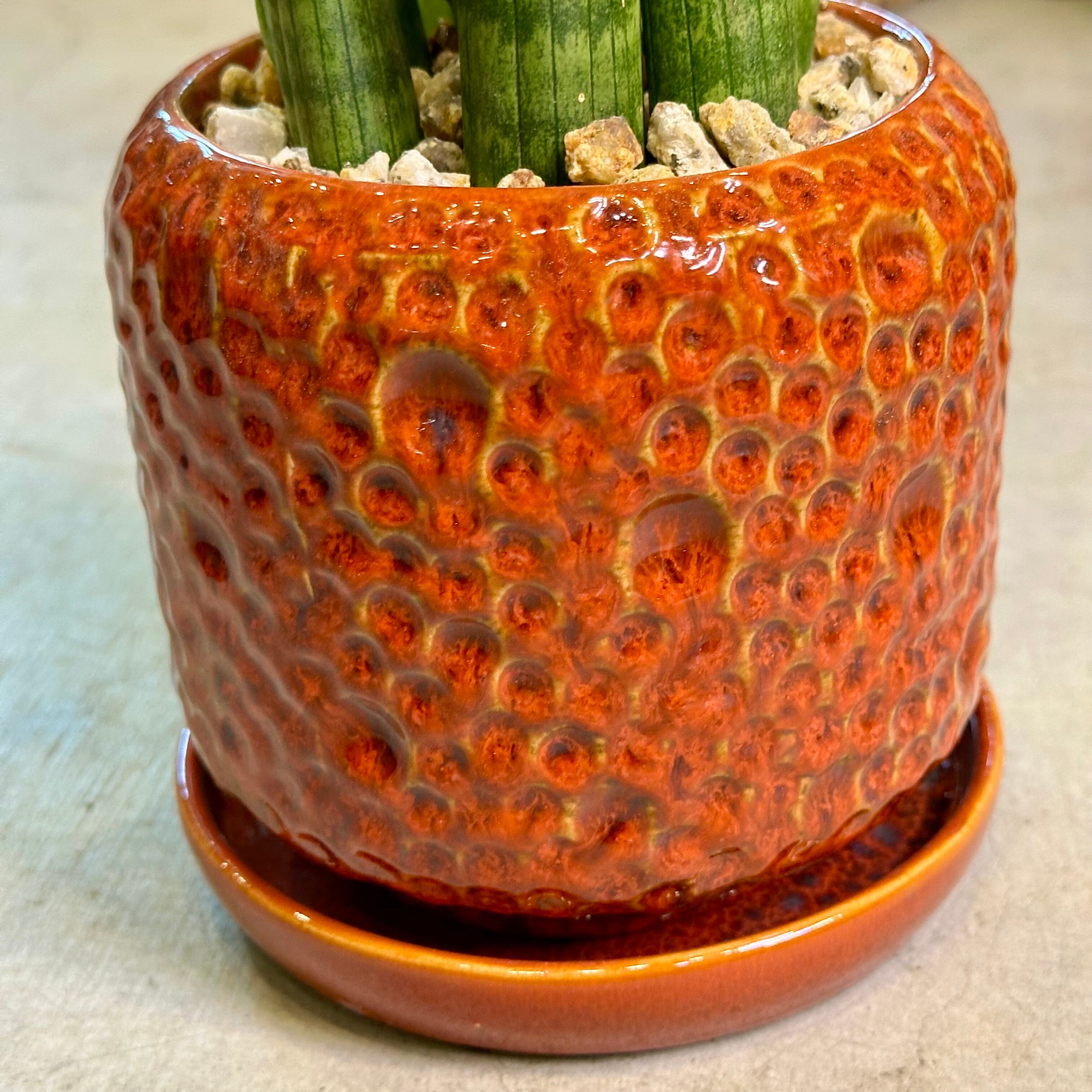 Dracaena stuckyi 斑入り スタッキー 本物 原種 Sansevieria 