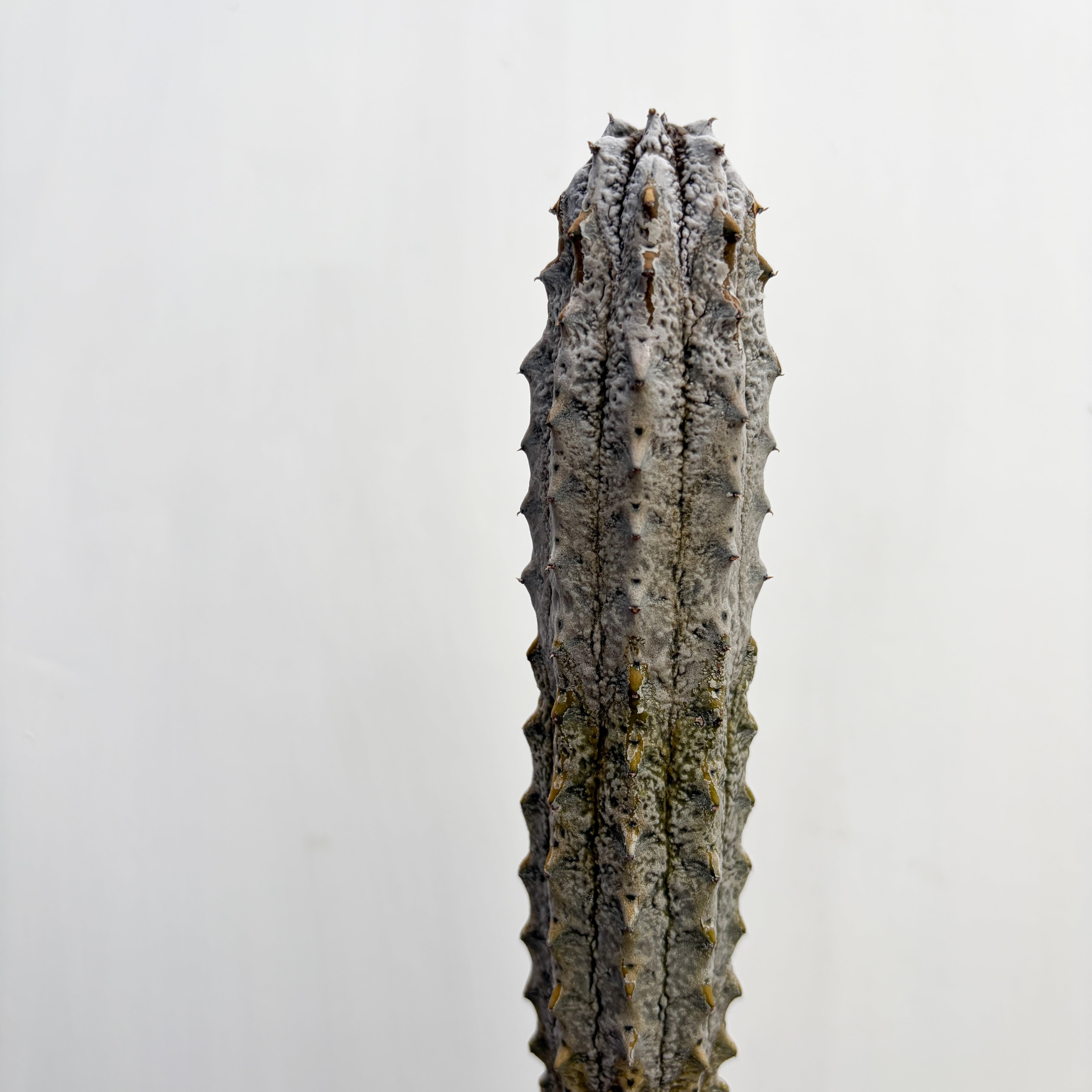 Euphorbia abdelkuri【ユーフォルビア・アブデルクリ】 | RIMO'S GREEN