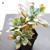 選べる抜き苗 ホルウェイ錦 大株群生1〜6頭 Echeveria 'Holwayi Variegated'