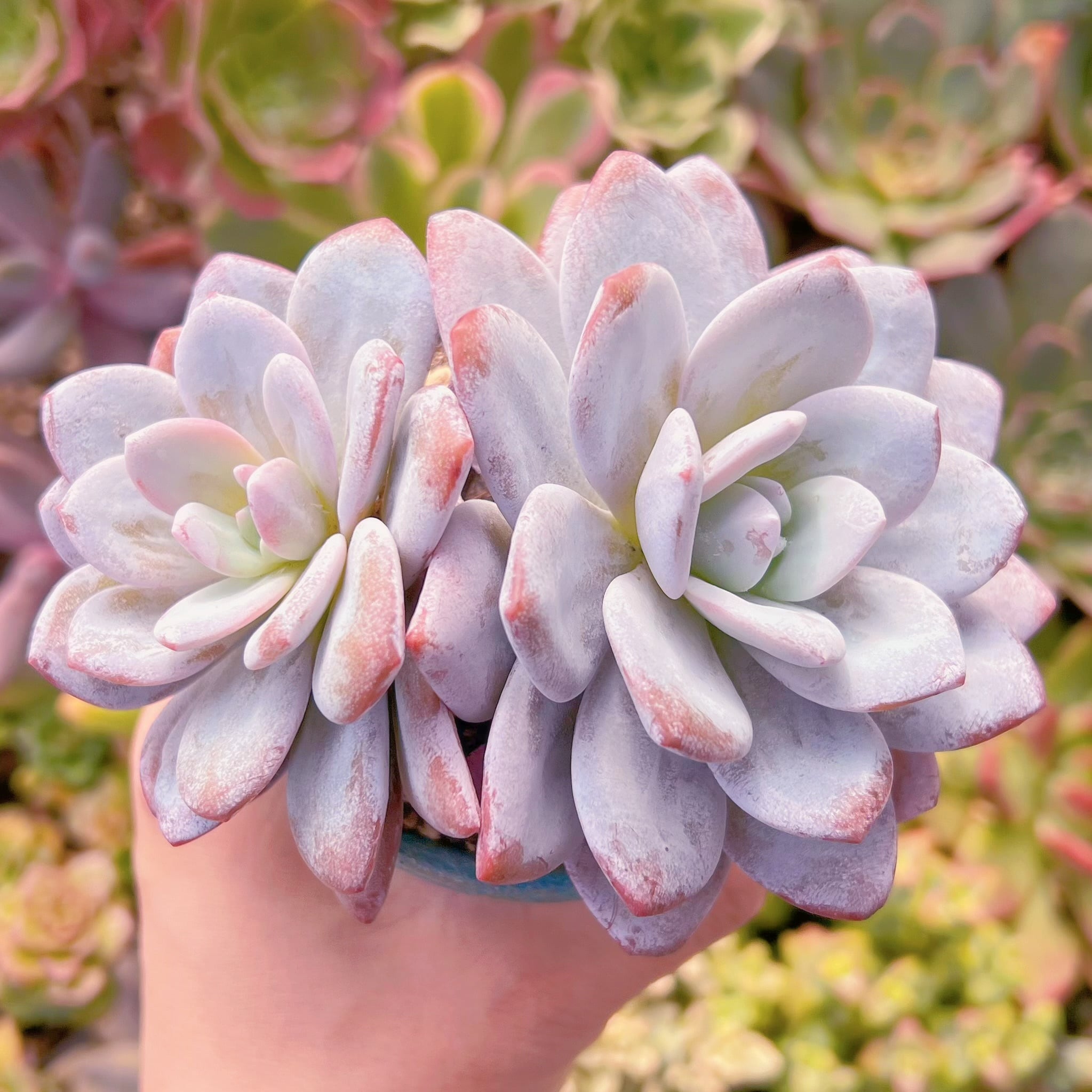 現品　ラウイ#600　群生　新入荷