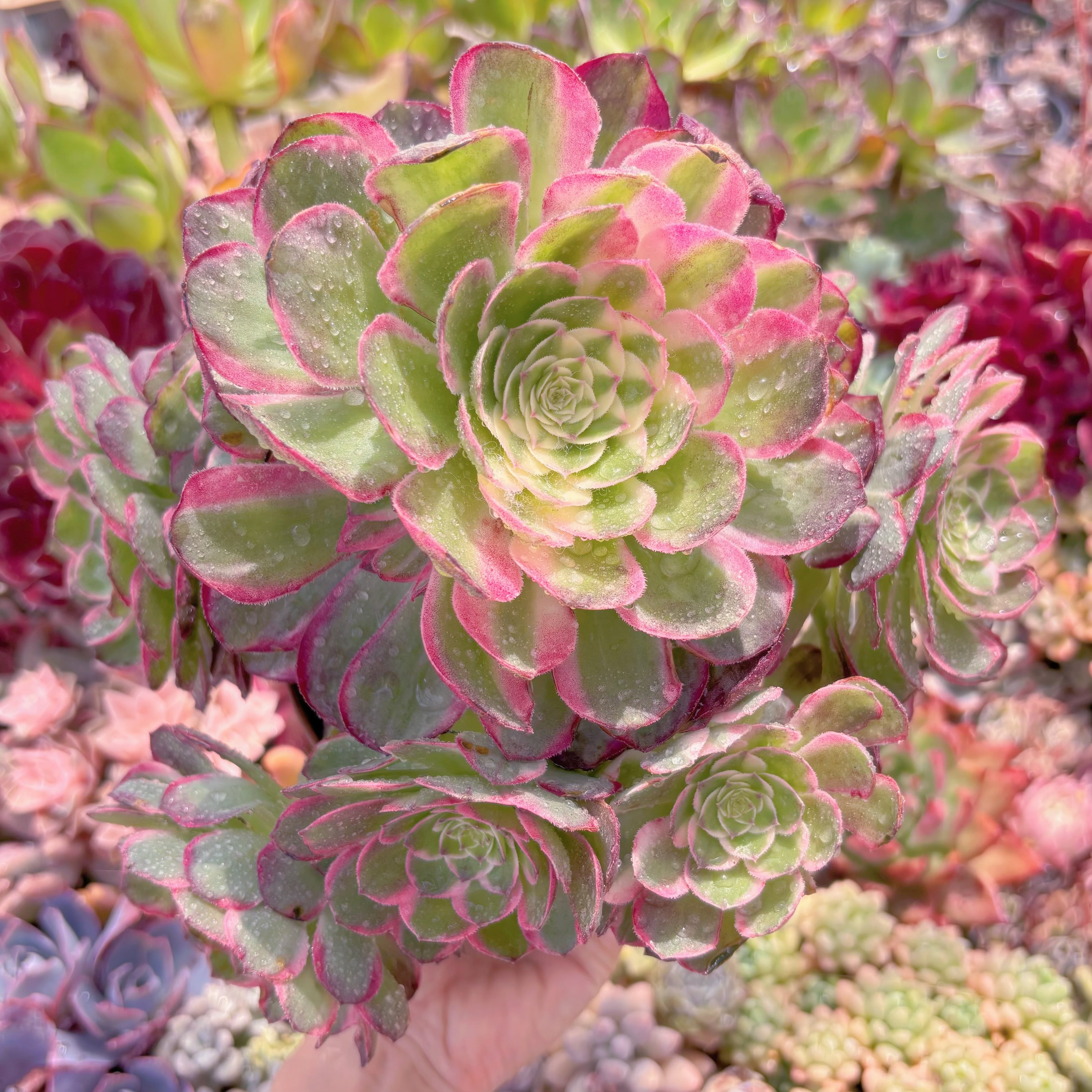 現品　Aeonium 海王#2189　特大群生　新入荷　るる農園