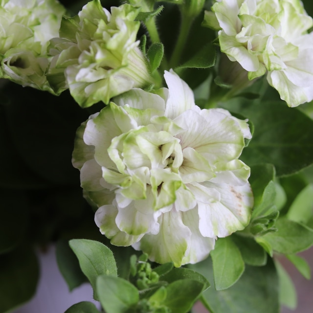 白Xグリーンのお花がかわいい！ペチュニア　ホイップマカロンメロンクリーム