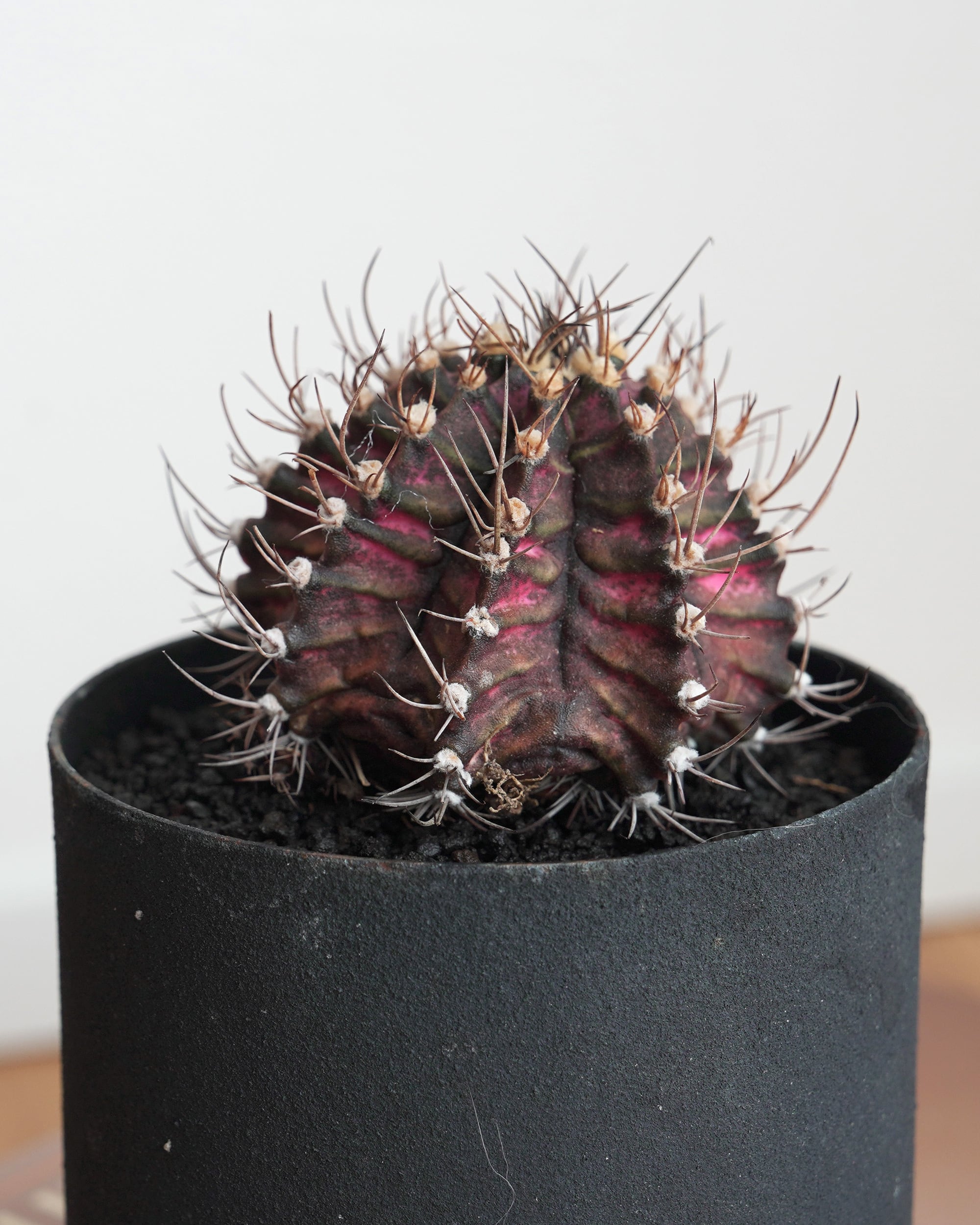 多肉植物　カンテ　◇抜き苗◇ 抜き苗 カンテ Echeveria cante | PUKUBOOK SUCCULENTS